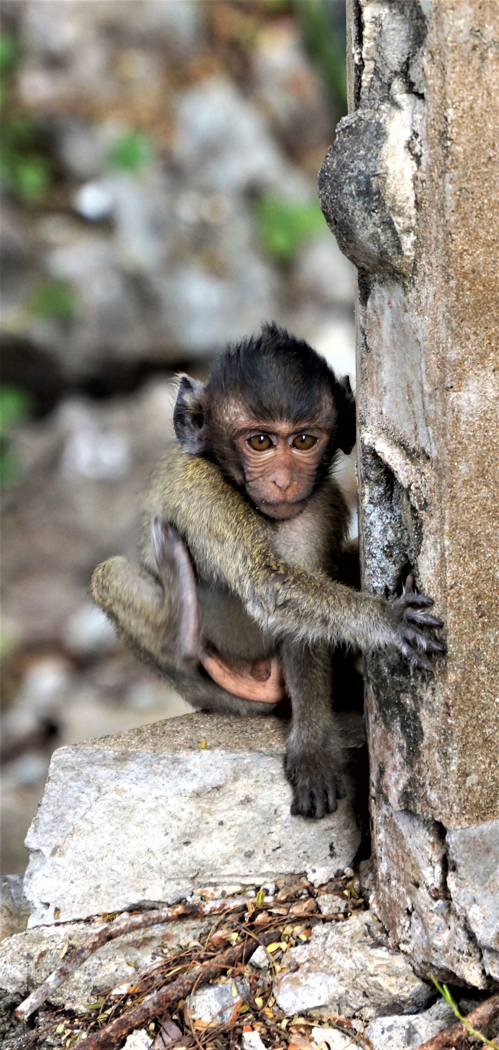 Sony Alpha NEX-7 sample photo. Baby, monkey, cute photography