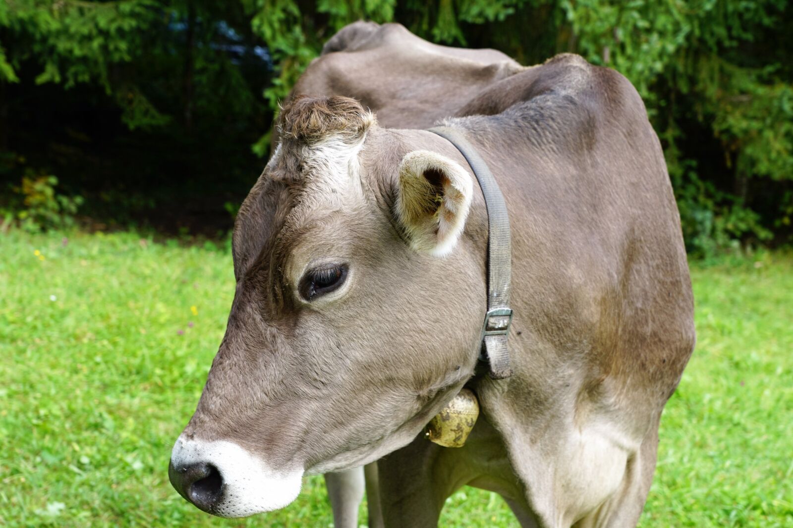 Sony ILCA-77M2 + Sony DT 16-50mm F2.8 SSM sample photo. Cow, milk, agriculture photography
