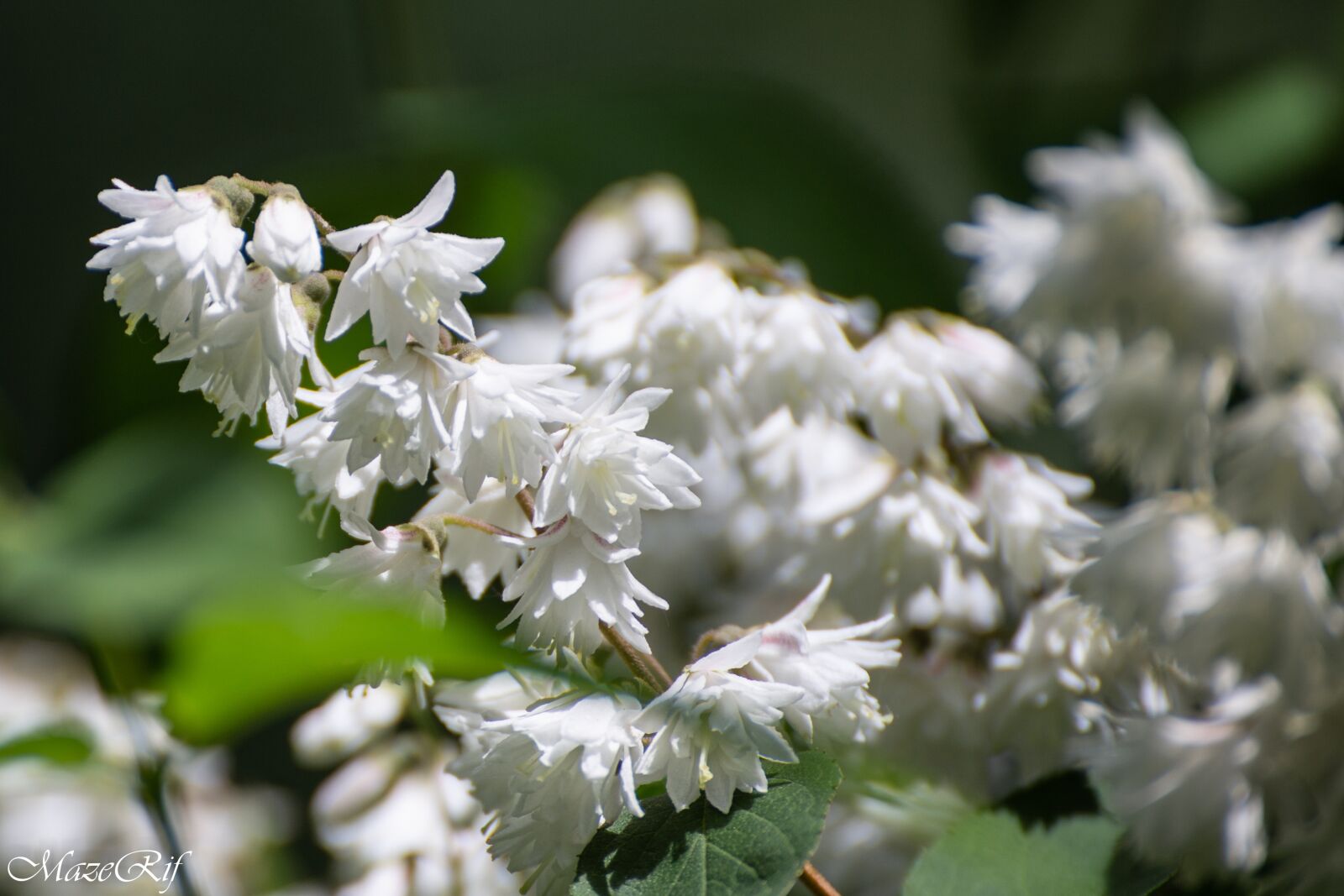 Canon EOS 6D sample photo. Park, bucuresti, nature photography