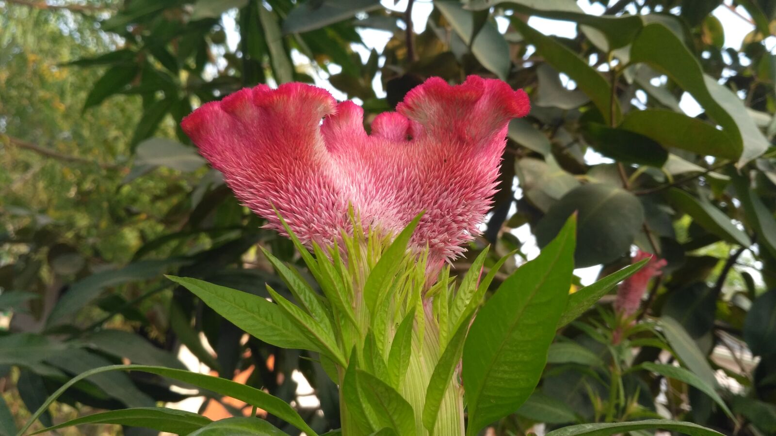 Xiaomi Redmi 3S sample photo. Pink flowers, flowers, green photography