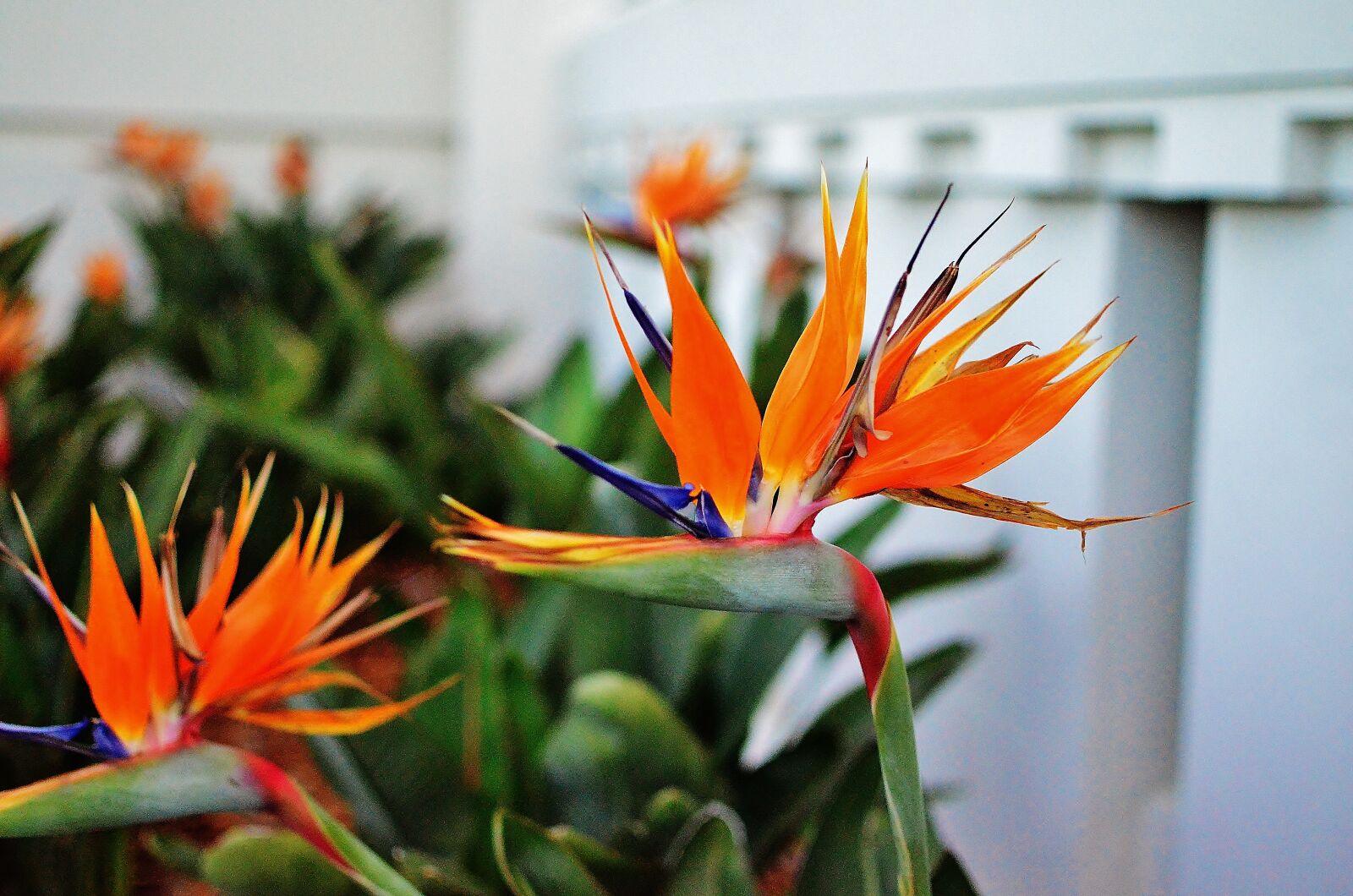 Nikon D5100 sample photo. Bird of paradise flower photography