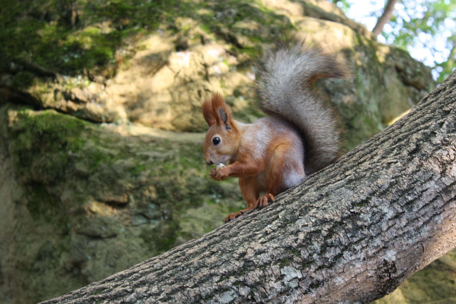 Canon EOS 1000D (EOS Digital Rebel XS / EOS Kiss F) sample photo. Squirrel, mountain, rodent photography