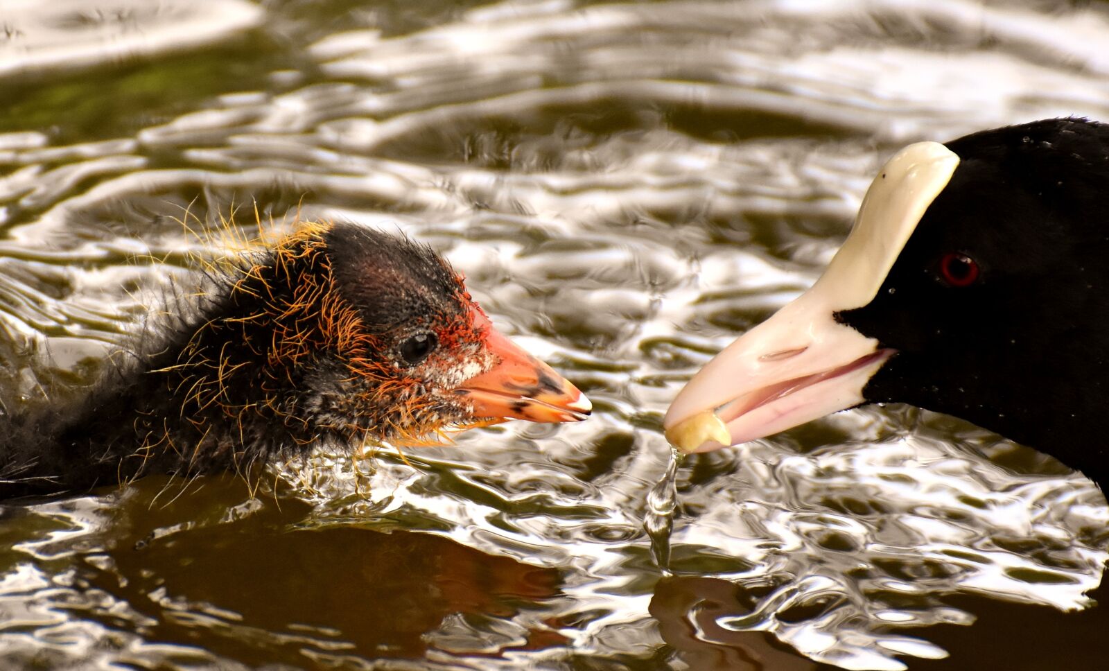 Nikon D7200 sample photo. Coot, chicks, feed photography