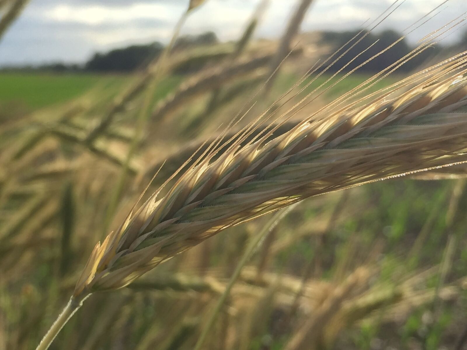 iPhone 6 back camera 4.15mm f/2.2 sample photo