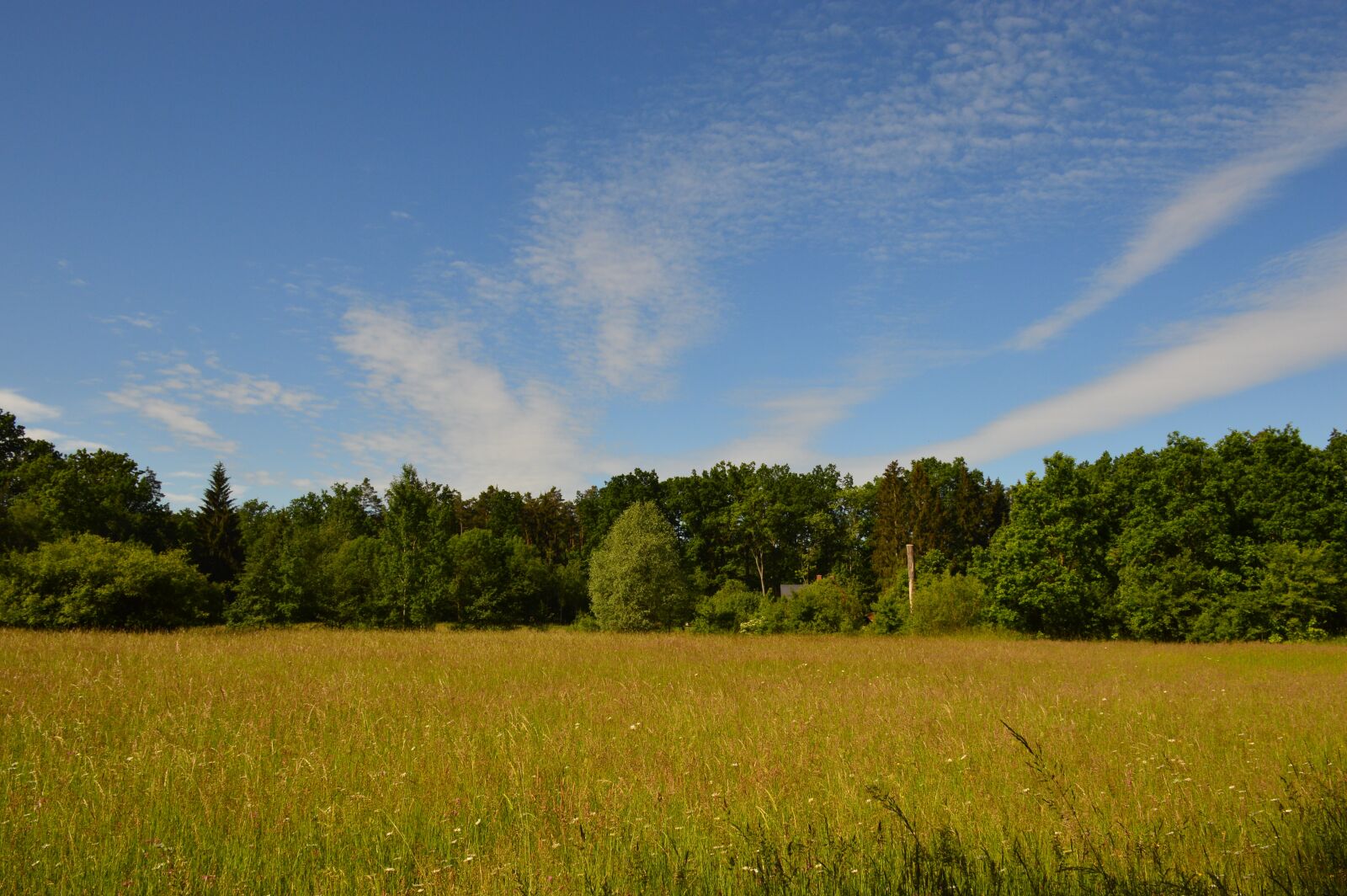 Nikon D3200 sample photo. Meadow, forest, clouds photography