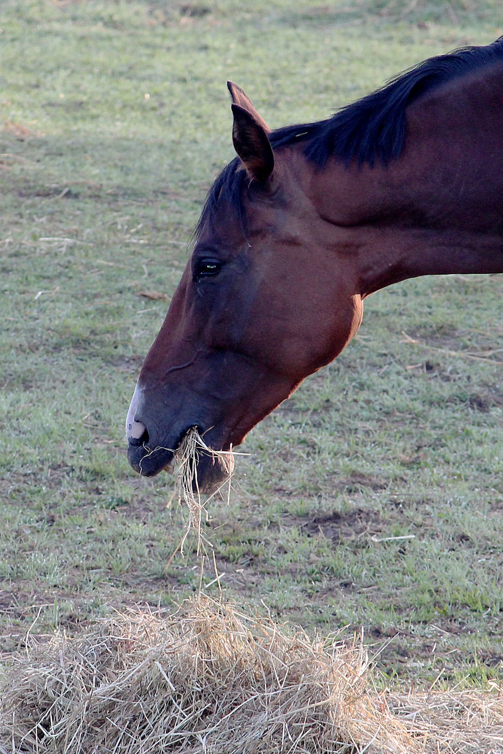 Canon EOS 1100D (EOS Rebel T3 / EOS Kiss X50) sample photo. Horse, eat, hay photography