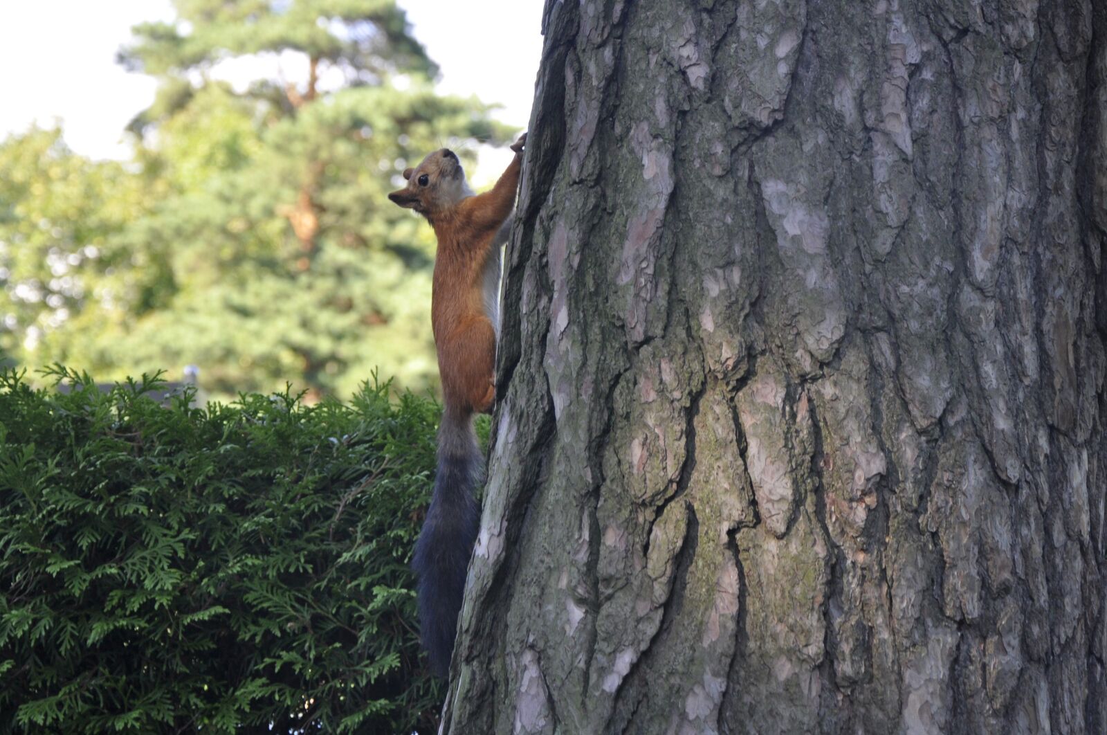 Nikon D90 sample photo. Tree, nature, trunk photography