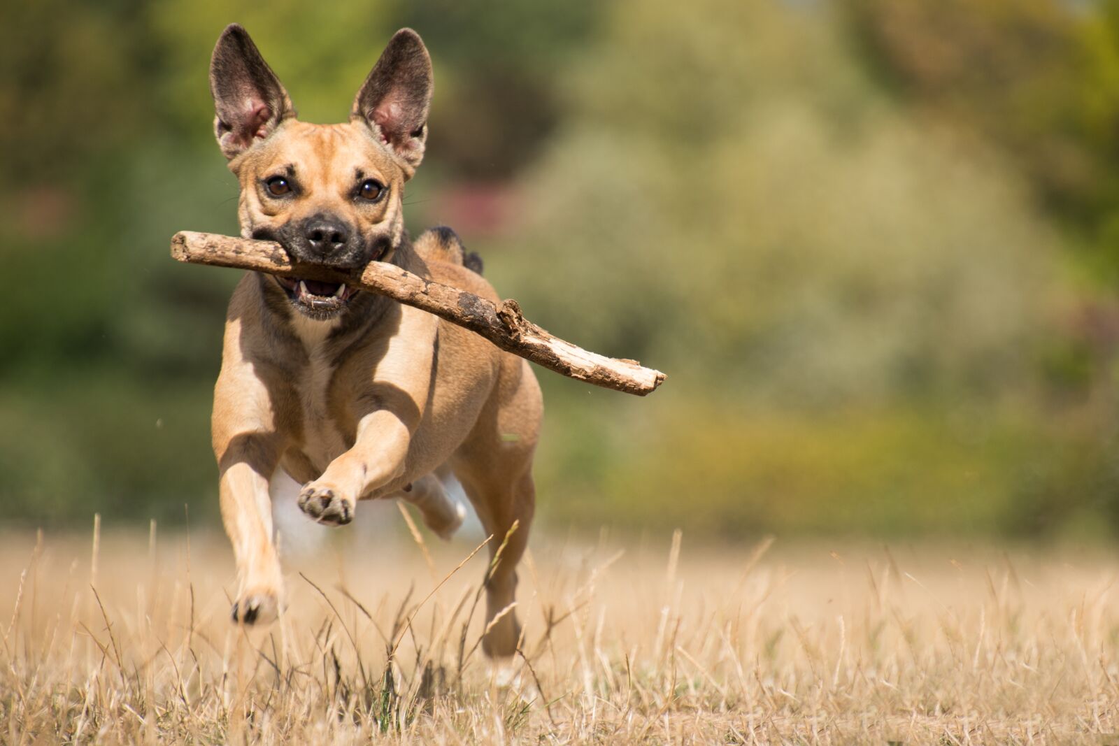 Nikon D750 sample photo. Dog, animal, mammal photography
