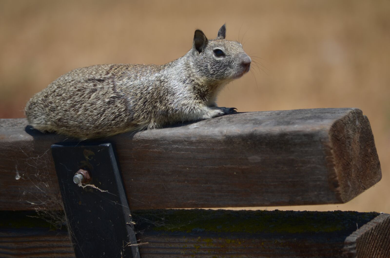 Nikon D5100 sample photo. Squirrel, waiting, watching photography