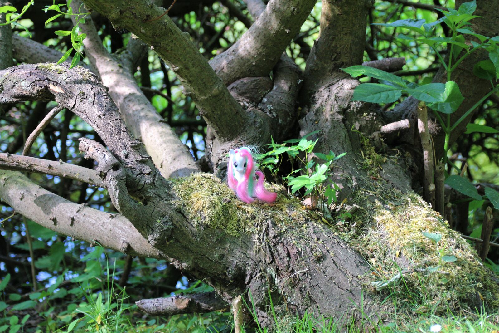 Canon EOS 700D (EOS Rebel T5i / EOS Kiss X7i) sample photo. My little pony, toys photography