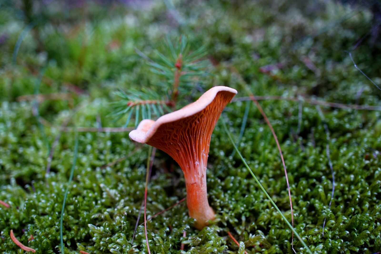 Sony Alpha a5000 (ILCE 5000) sample photo. Chanterelle, mushroom, moss photography