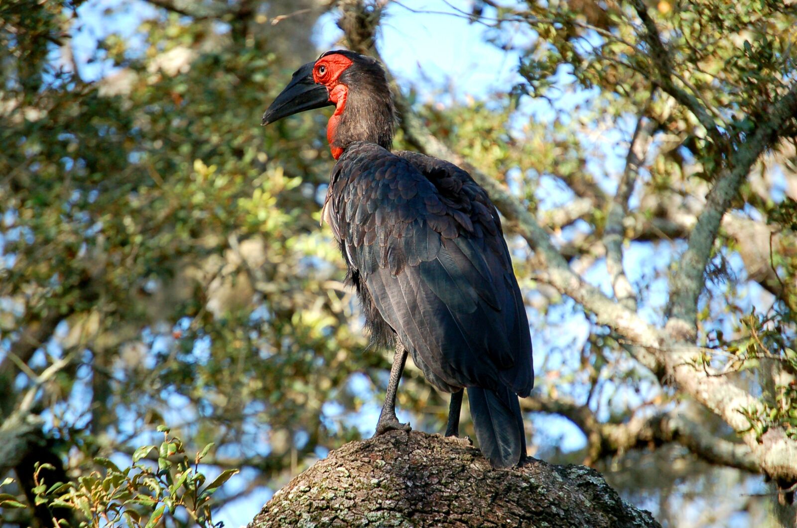 Nikon D50 sample photo. Southern, ground, hornbill photography