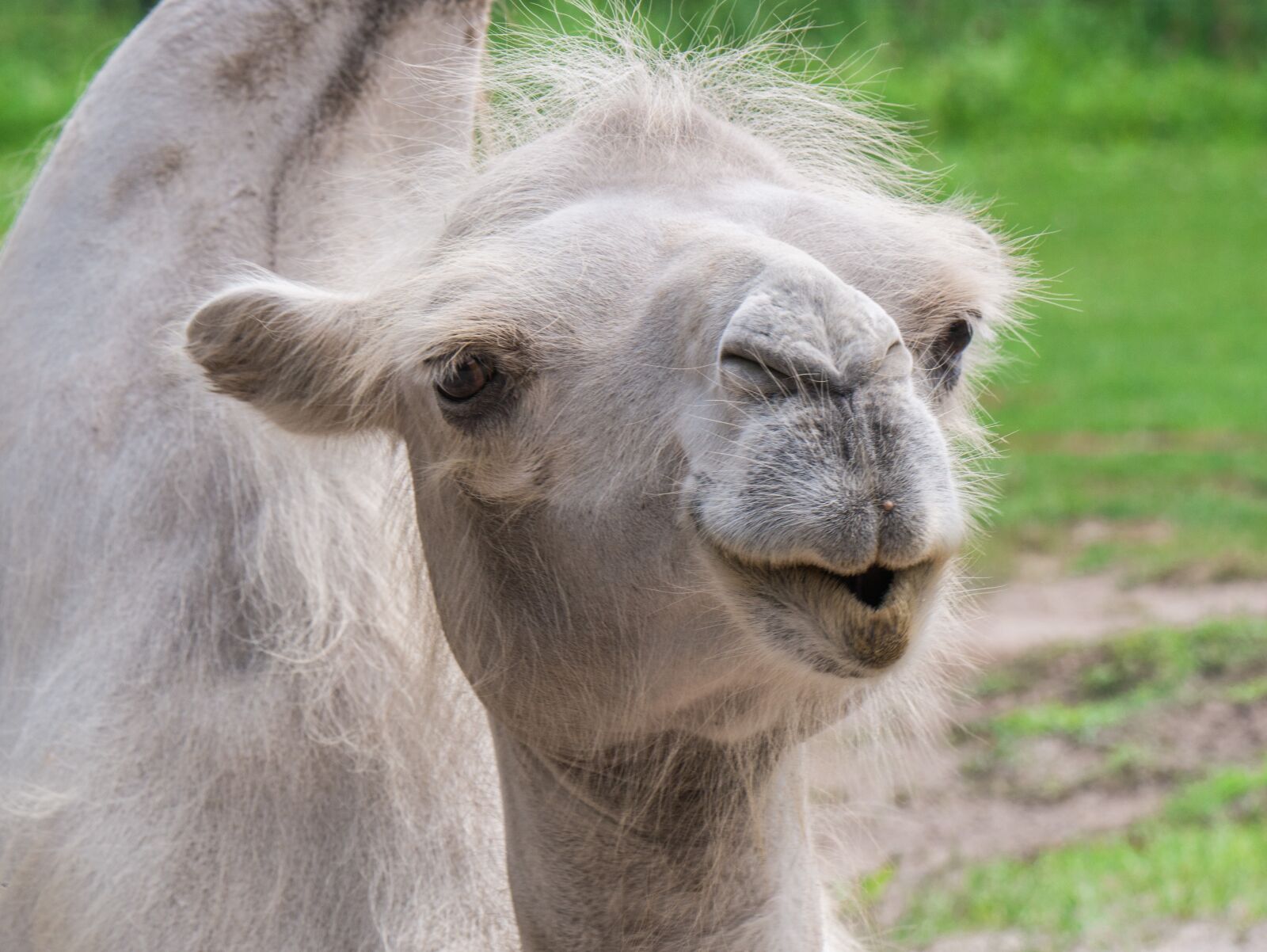 LUMIX G VARIO 100-300/F4.0-5.6II sample photo. Camel, head, animal portrait photography