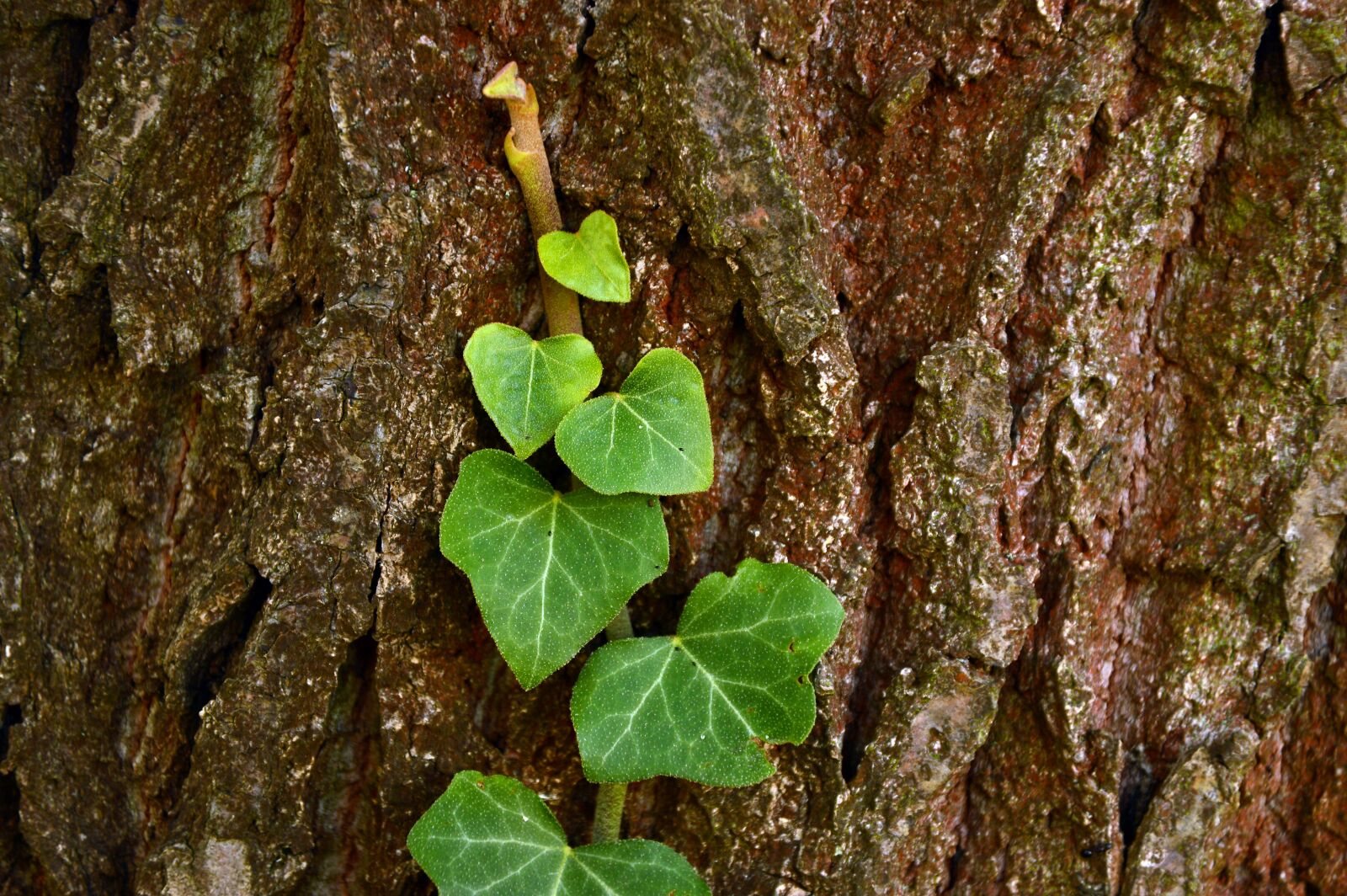 Nikon D3200 sample photo. Ivy, common ivy, hedera photography