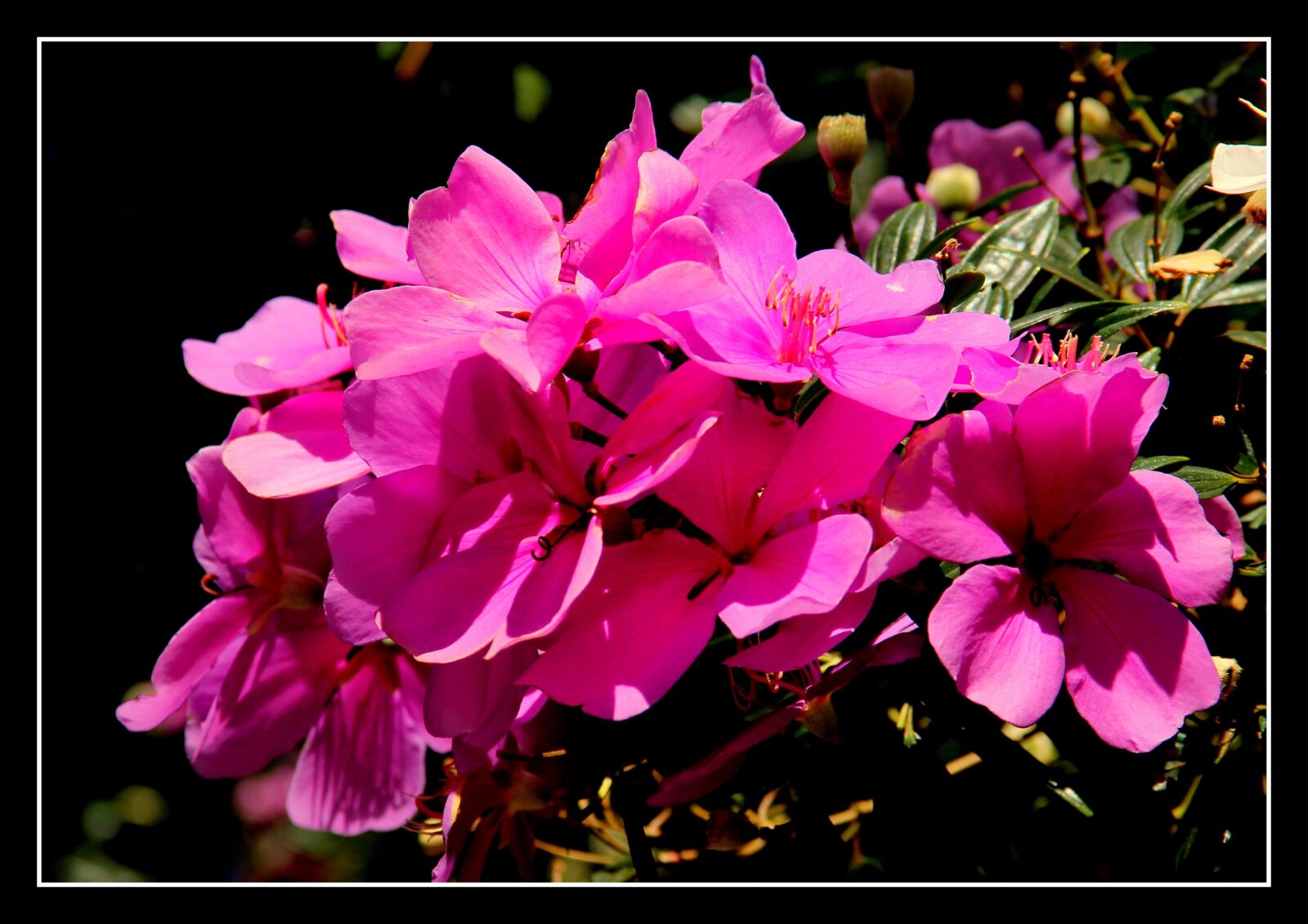 Canon EOS 60D + Canon EF-S 18-135mm F3.5-5.6 IS sample photo. Manacá rosa, florada, cidade photography