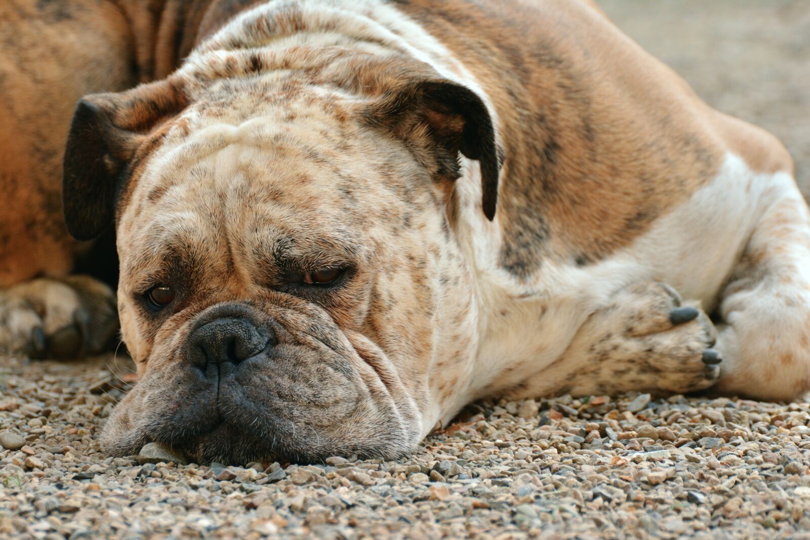Nikon D5200 sample photo. Dog, boxer, boxer dog photography