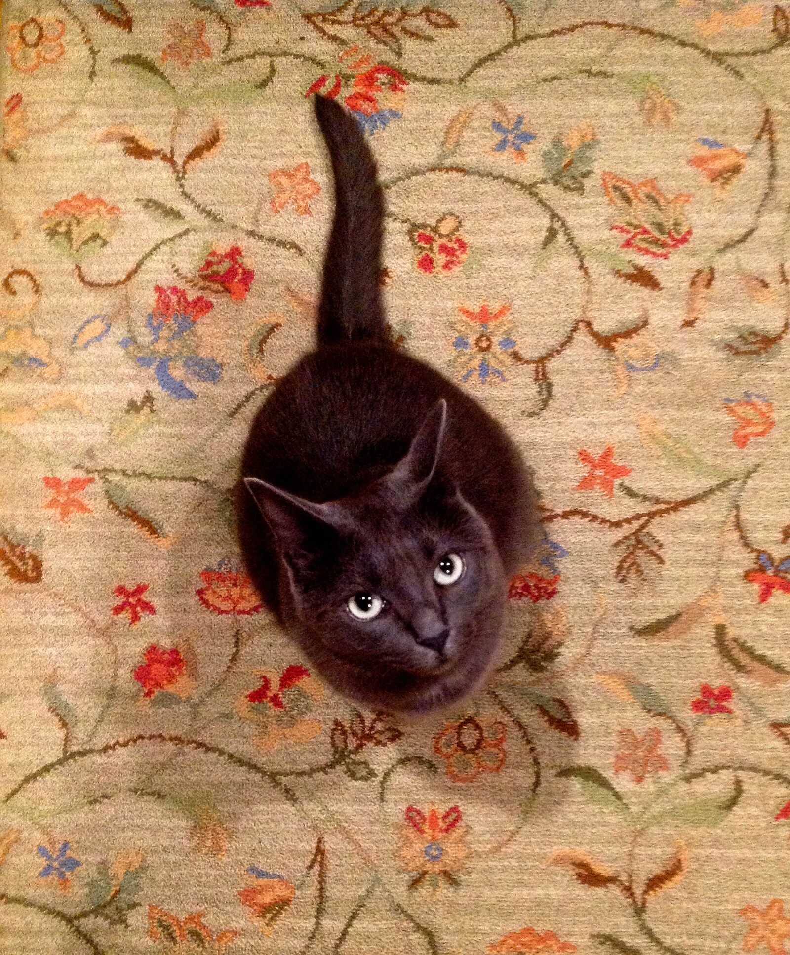 Apple iPad sample photo. Cat, carpet, gray photography