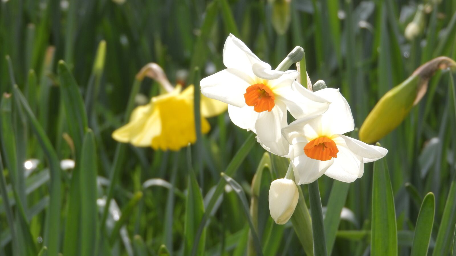 Nikon Coolpix P610 sample photo. White daffodil, daffodil, blooming photography