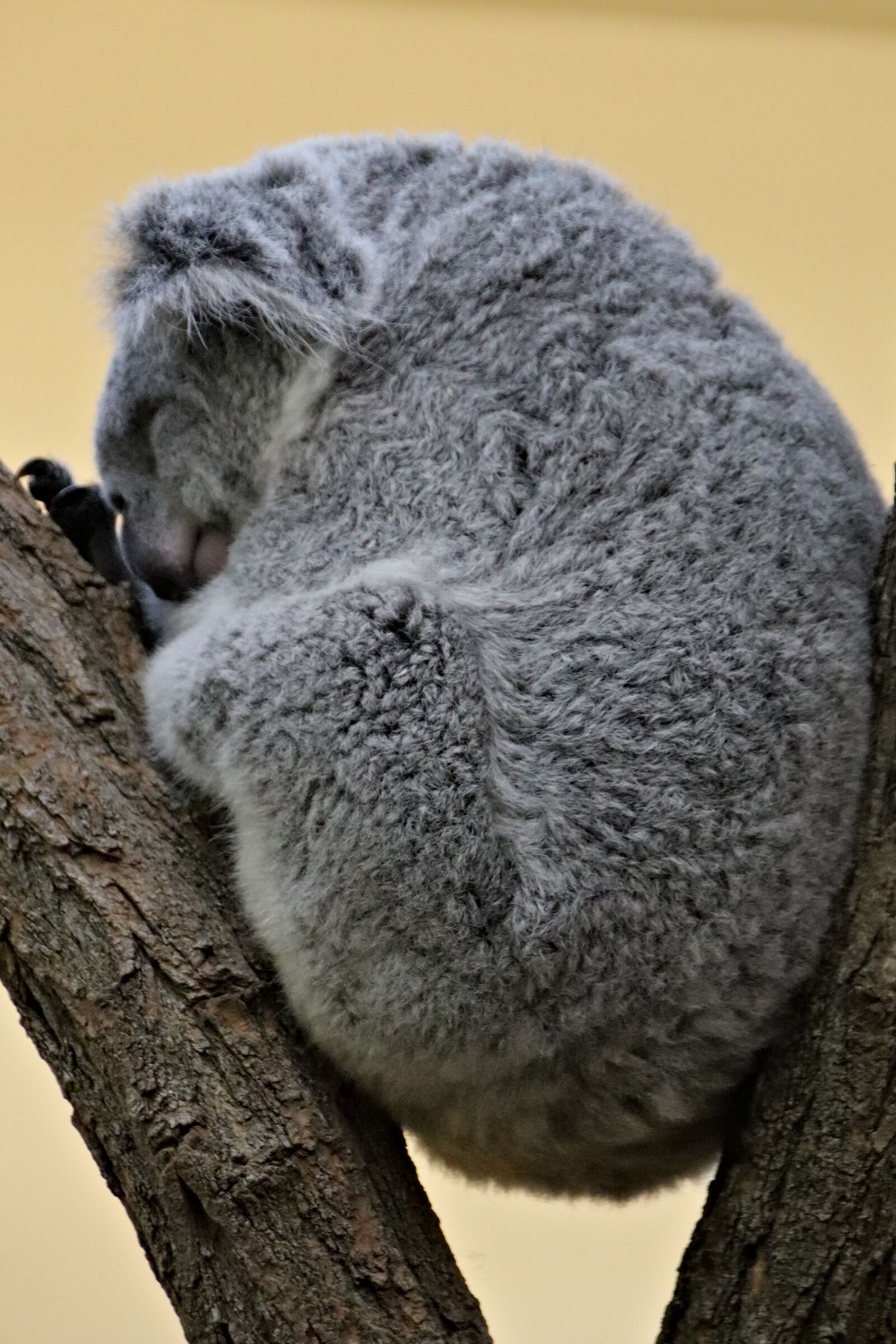 Canon EOS 77D (EOS 9000D / EOS 770D) sample photo. Koala, teddy bear, australian photography
