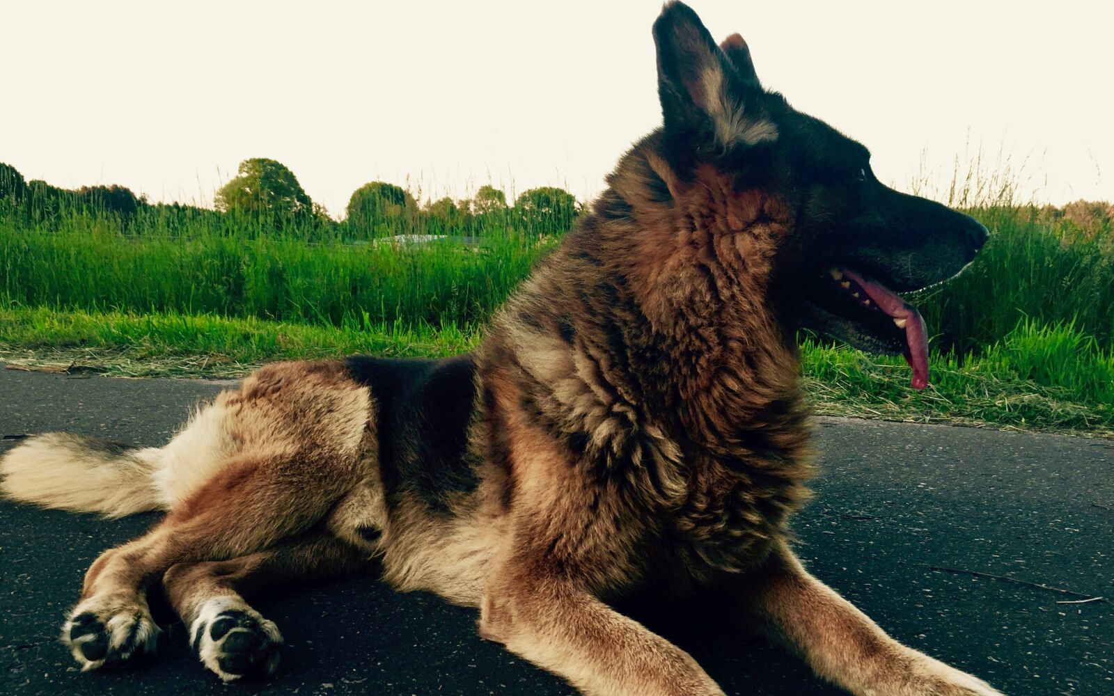 iPhone 6 back camera 4.15mm f/2.2 sample photo. Animal, dog, german, shepherd photography