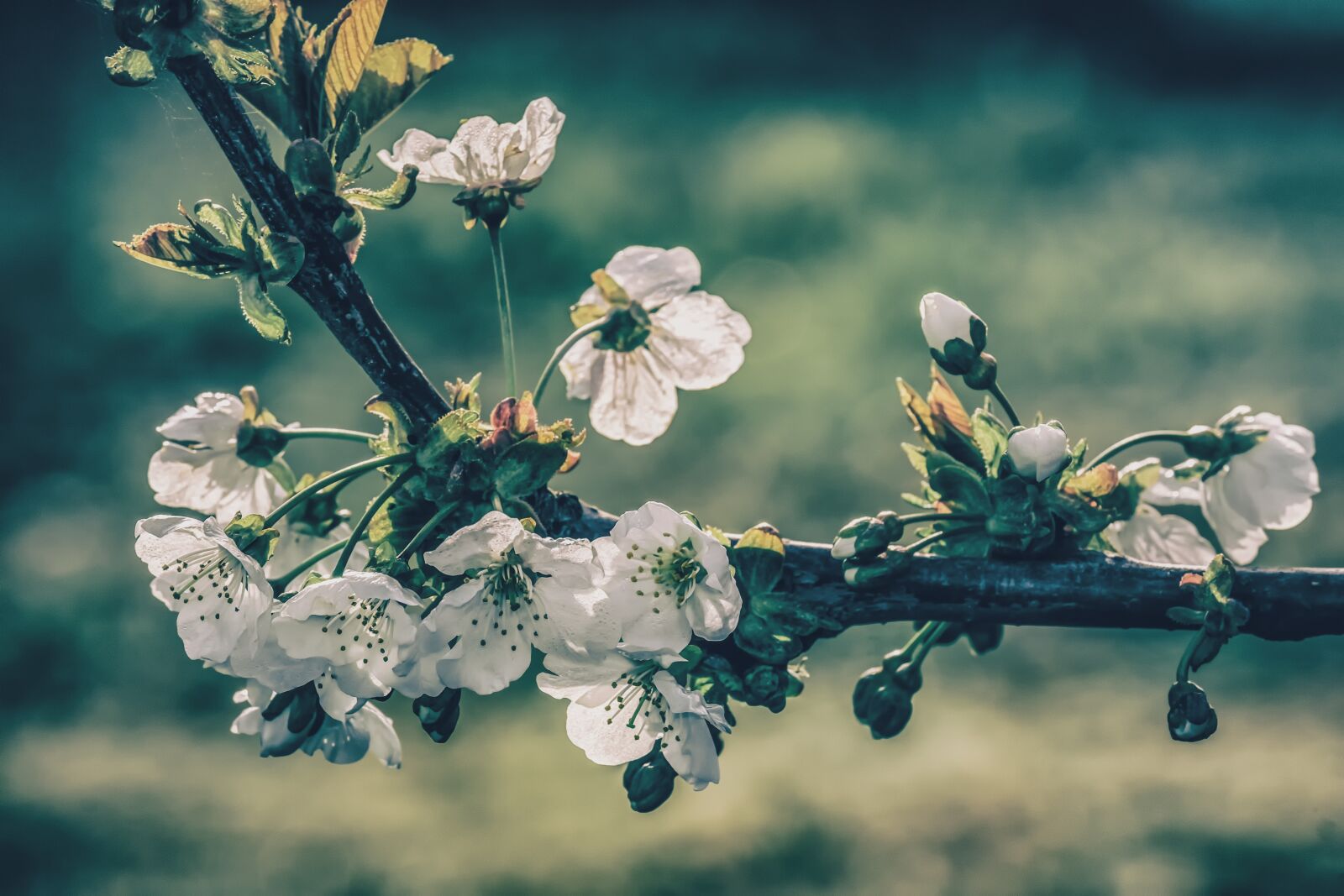 Fujifilm XF 55-200mm F3.5-4.8 R LM OIS sample photo. Cherry blossoms, tree, branch photography