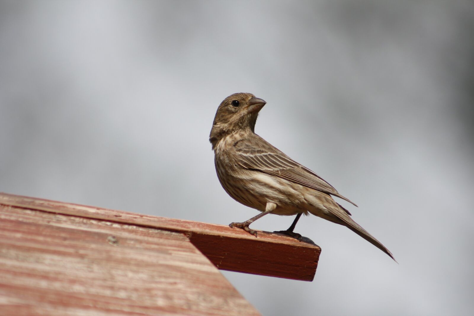 Canon EOS 550D (EOS Rebel T2i / EOS Kiss X4) sample photo. Bird, nature, outdoors photography