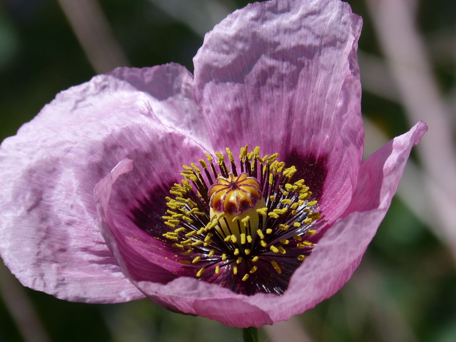 Panasonic DMC-FZ62 sample photo. Papaver somniferum, gravel, poppy photography