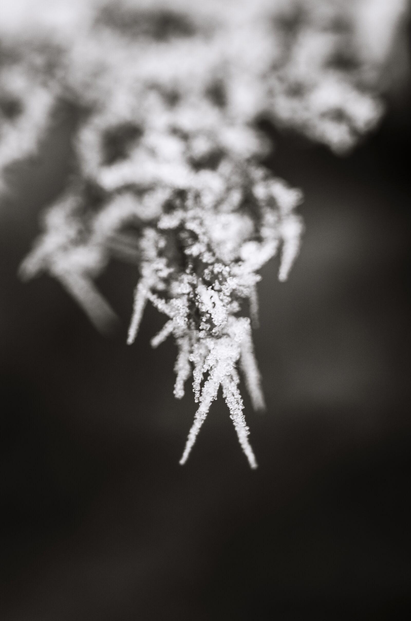 Nikon D5100 sample photo. Macro, nature, winter photography
