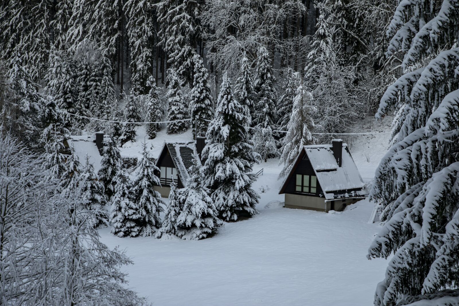 Canon EF 24-105mm F4L IS II USM sample photo. Winter, snow, pine forest photography