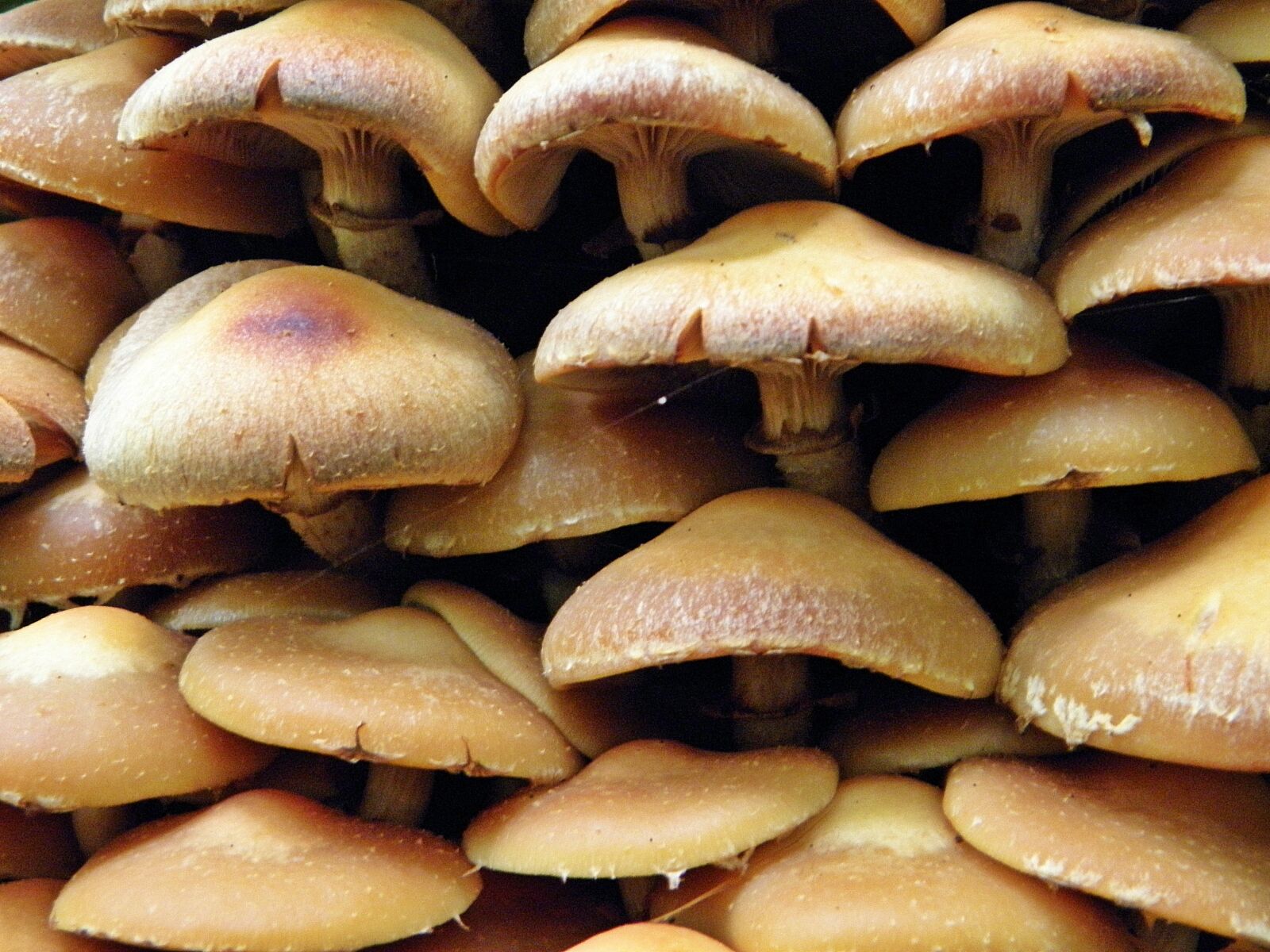 Olympus SP600UZ sample photo. Mushrooms, mushroom, nature photography