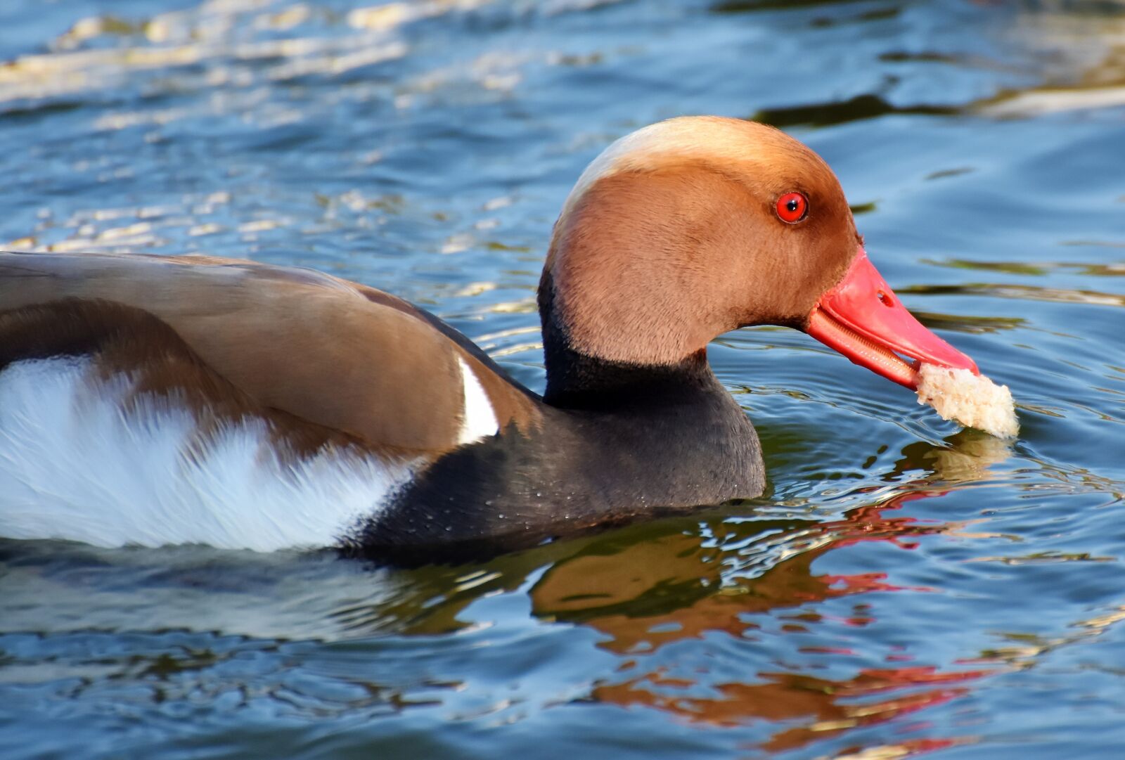 Nikon D7200 sample photo. Piston duck, duck, water photography