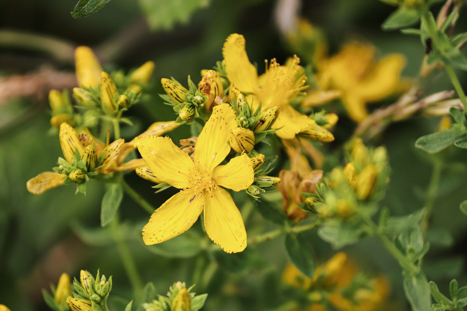 Canon EOS 200D (EOS Rebel SL2 / EOS Kiss X9) sample photo. St john's wort, hypericum photography