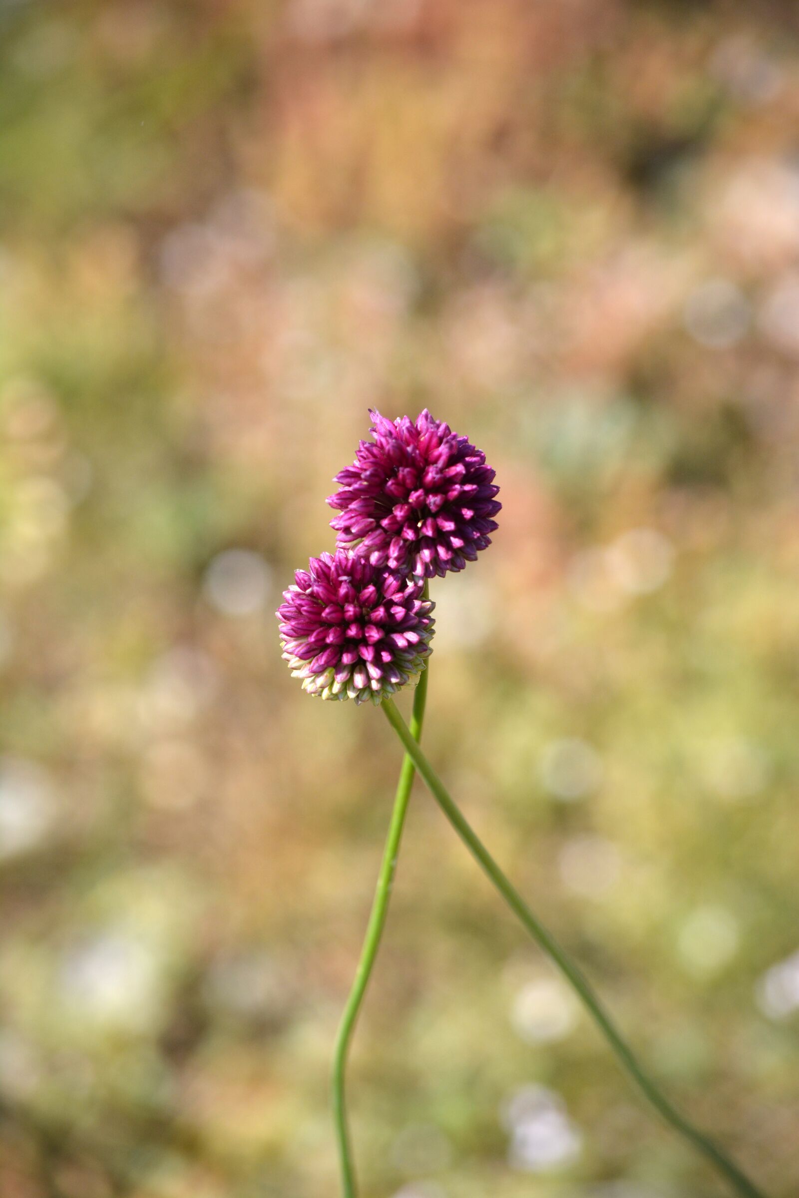 Nikon D5200 sample photo. Flower, couple, poppy photography