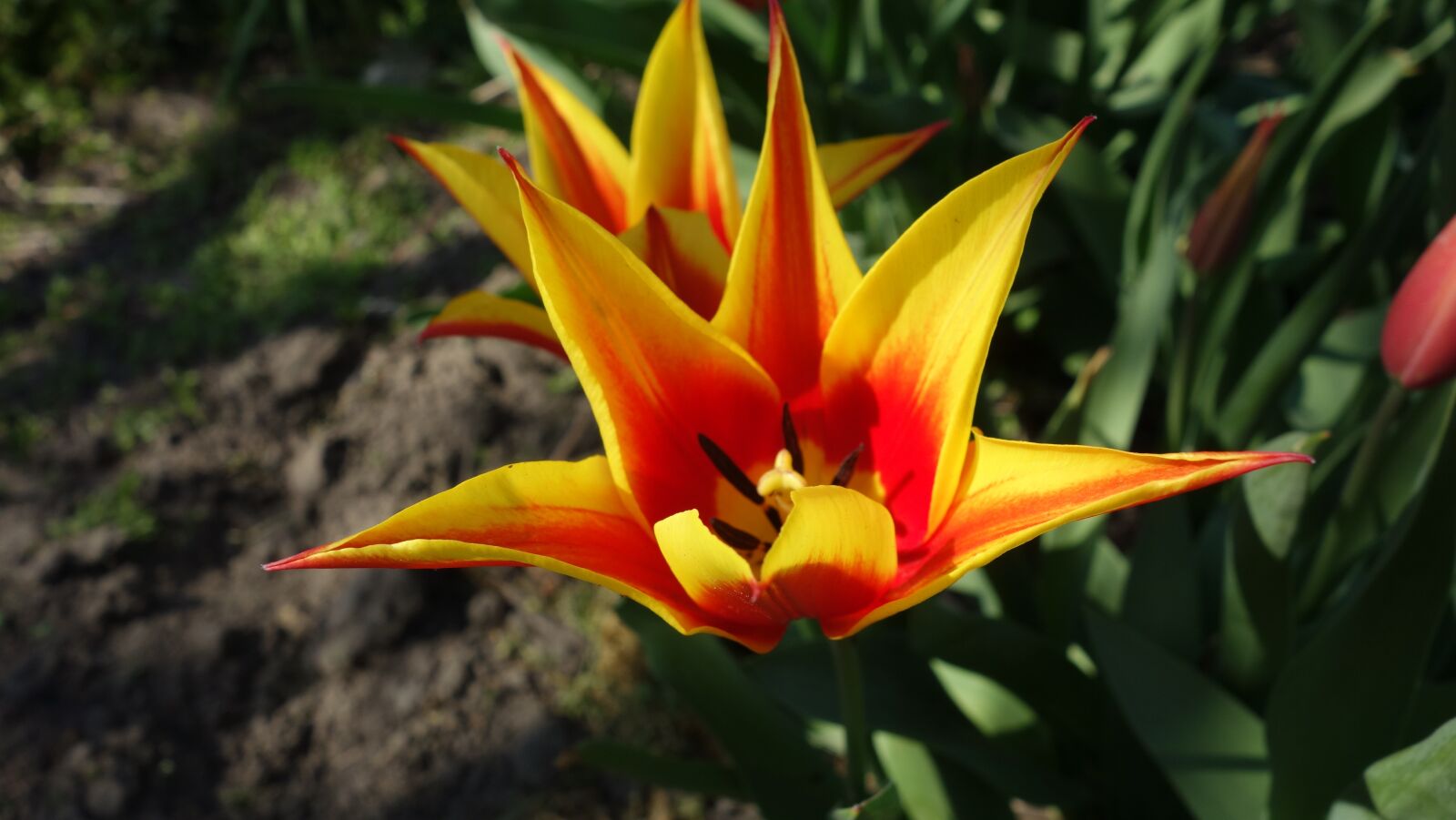 Sony Cyber-shot DSC-RX100 sample photo. Tulip, nature, flora photography