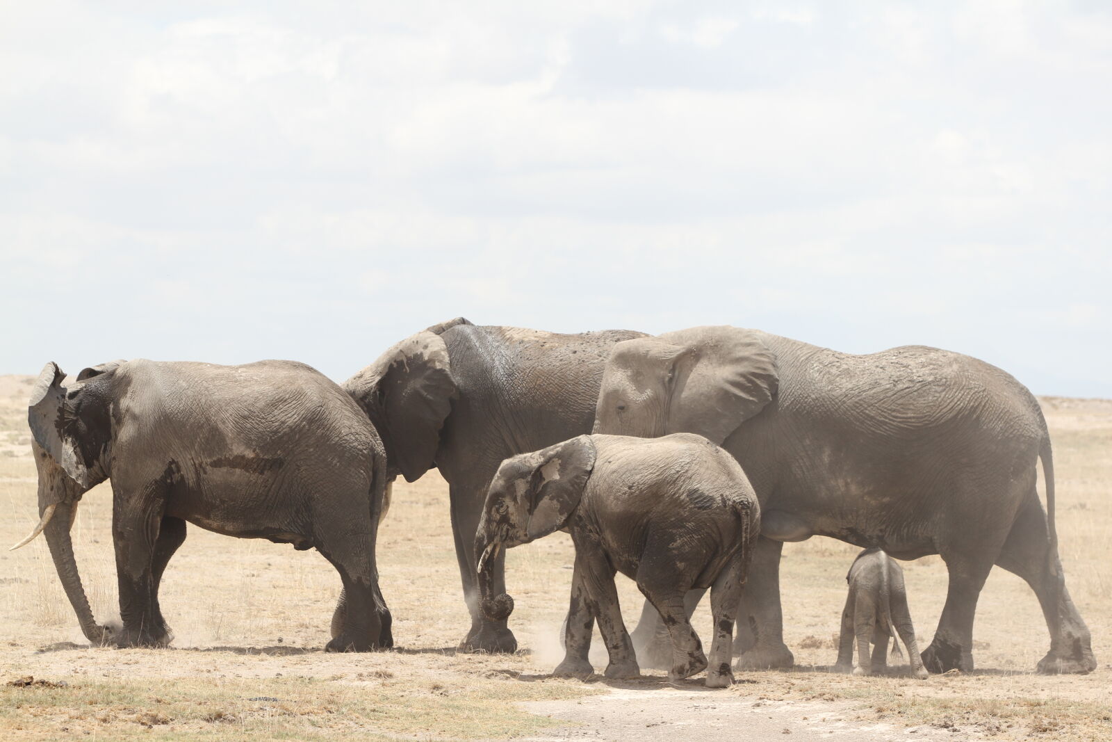 Canon EOS 7D sample photo. Four, gray, elephants photography