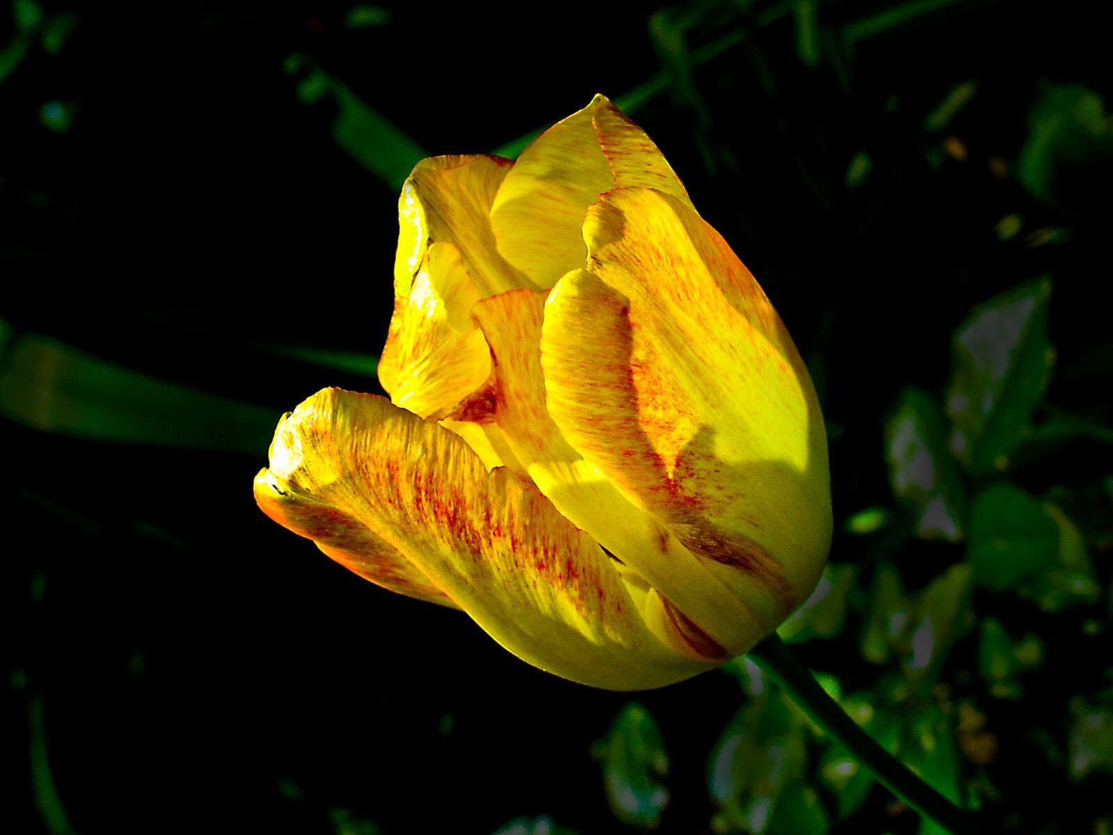 Sony DSC-V3 sample photo. Flower, garden, front yard photography