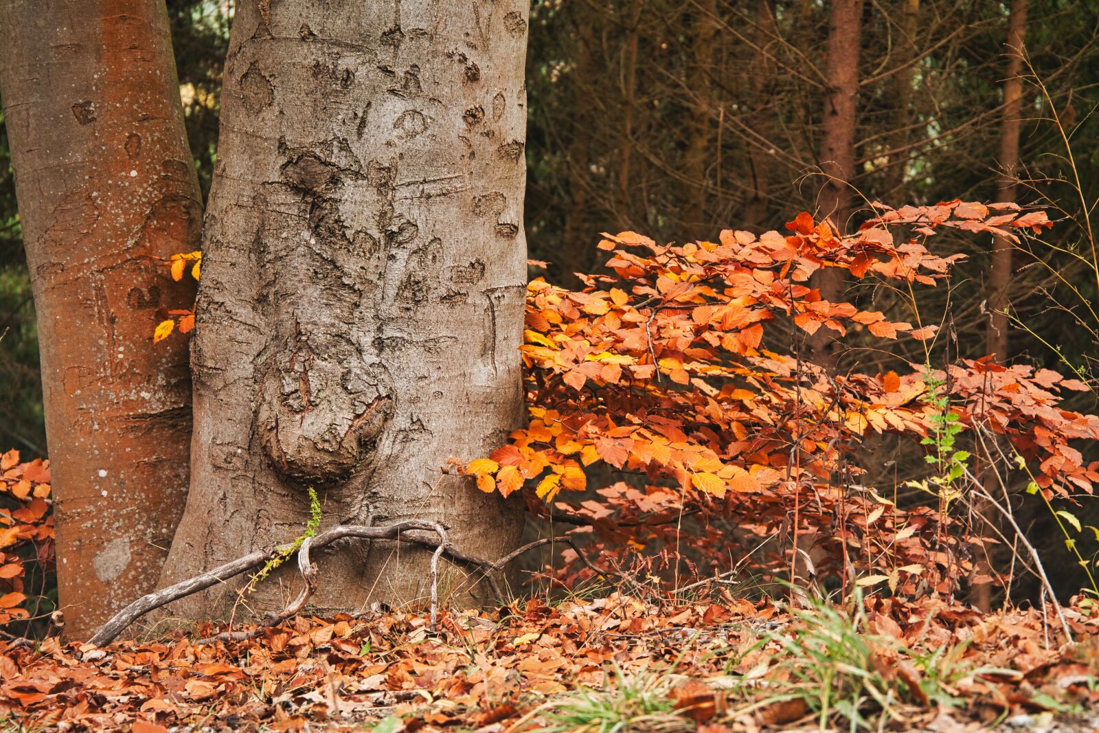 Canon EOS 5D sample photo. Trees, herbs, colorful photography
