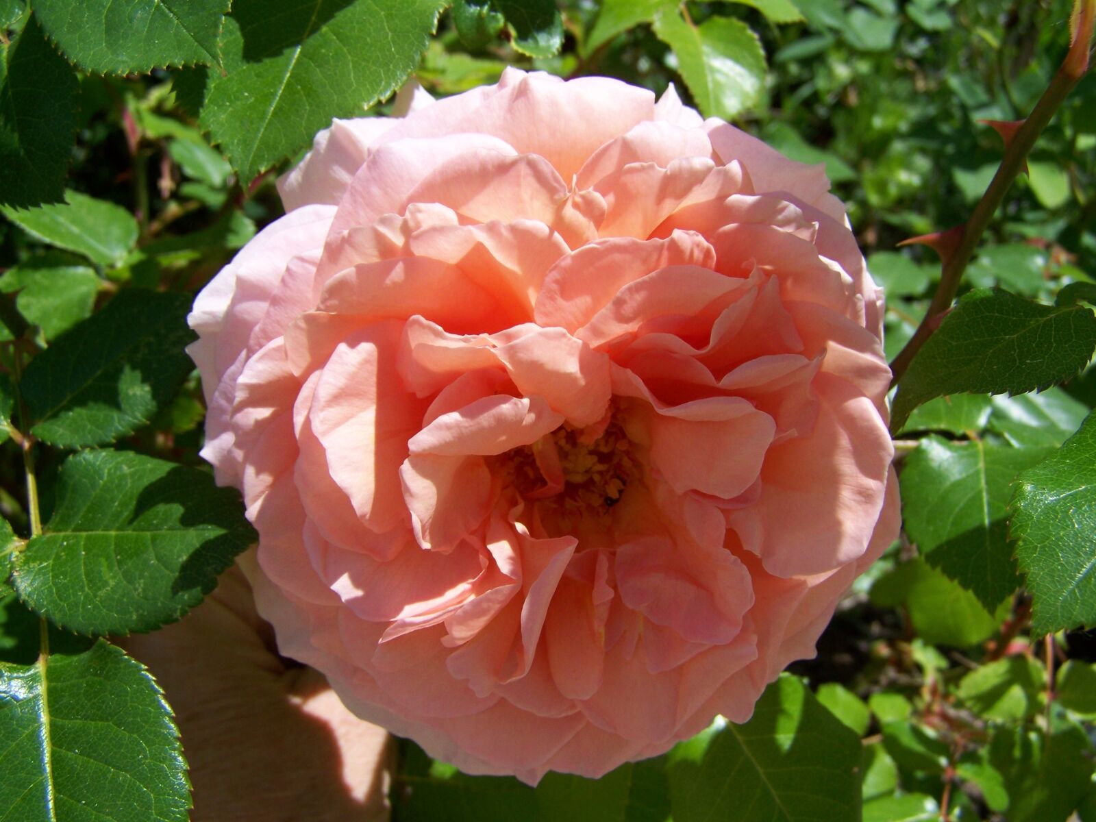 Kodak EASYSHARE ZD710 ZOOM DIGITAL CAMERA sample photo. Rose, pink, garden photography