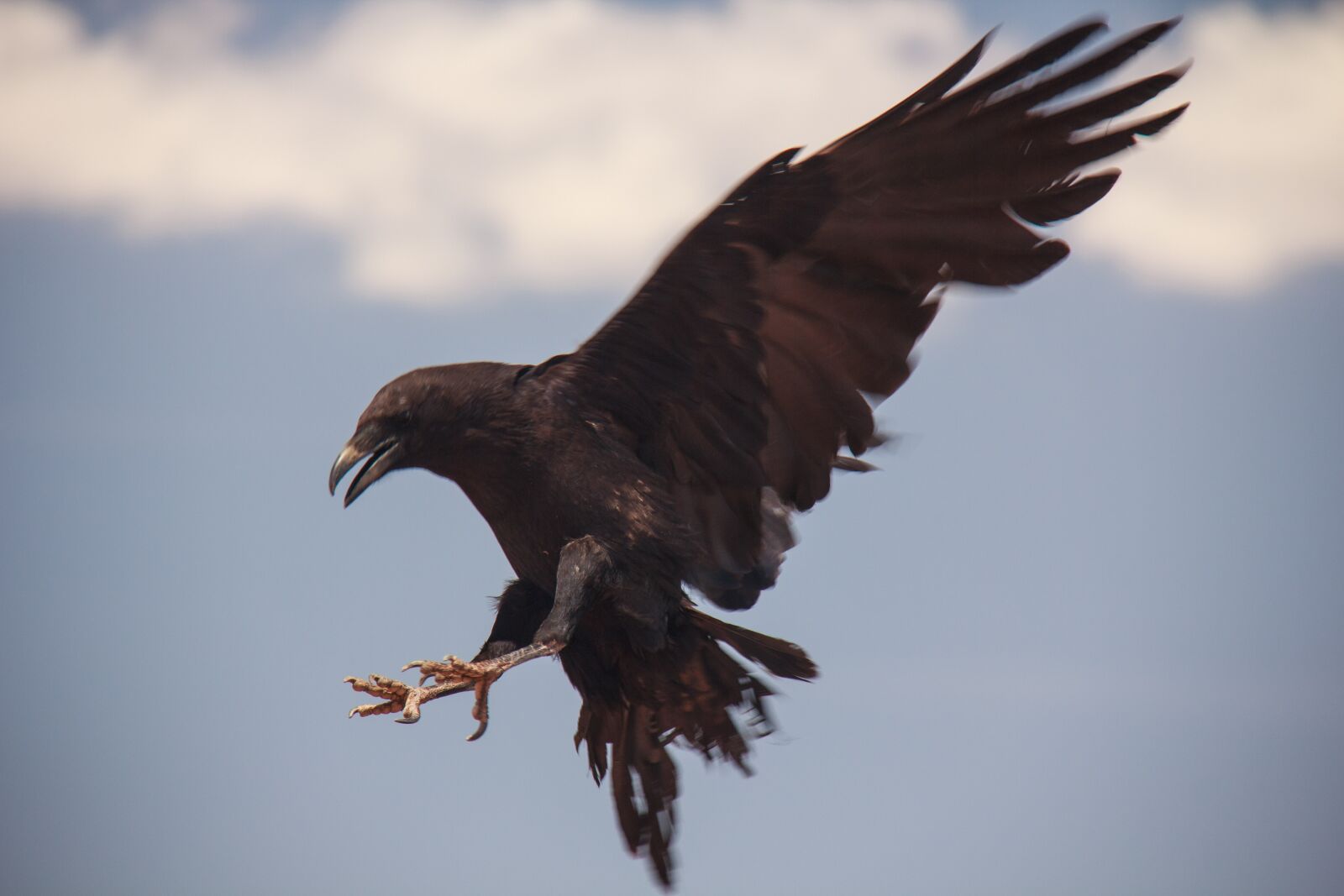 Canon EF-S 18-200mm F3.5-5.6 IS sample photo. Raven, bird, flying photography