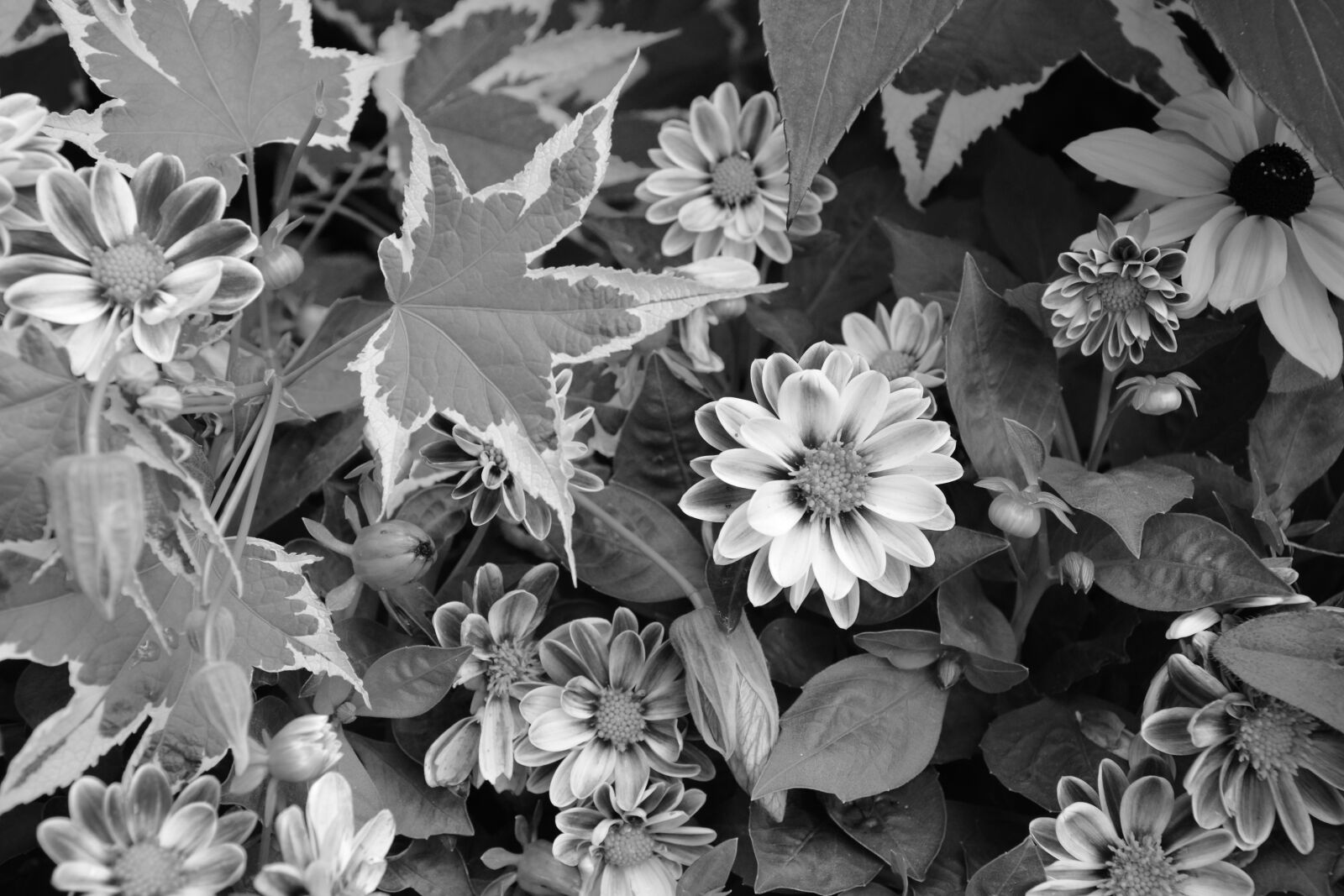 Nikon D5200 sample photo. Massive flowers, parterre, photo photography