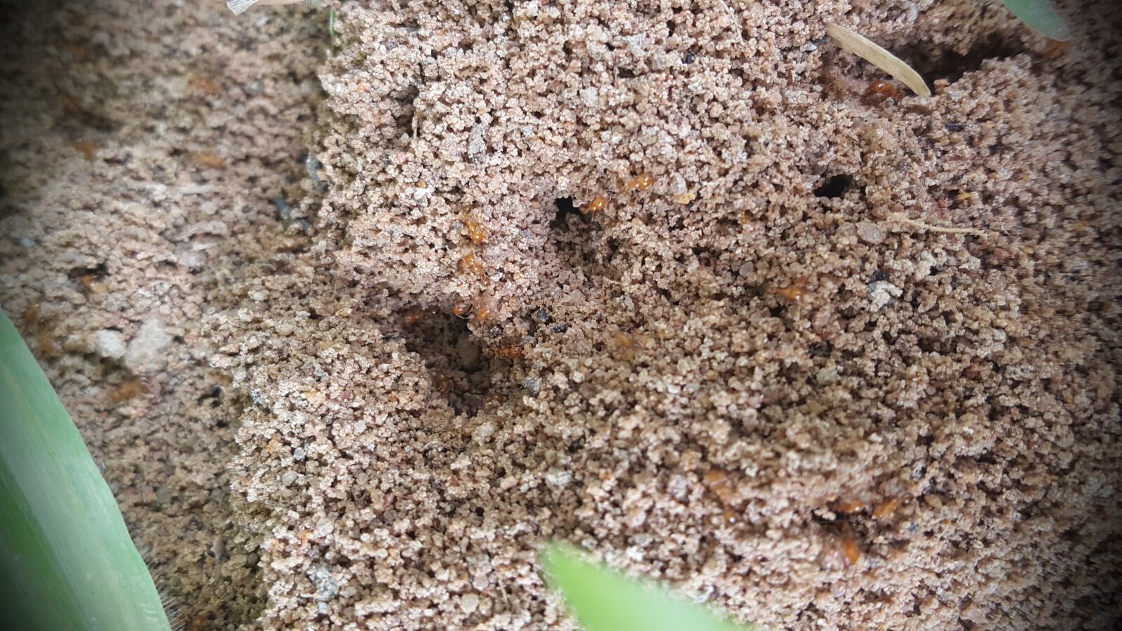 Samsung Galaxy S6 sample photo. Ant ants, animal animal photography