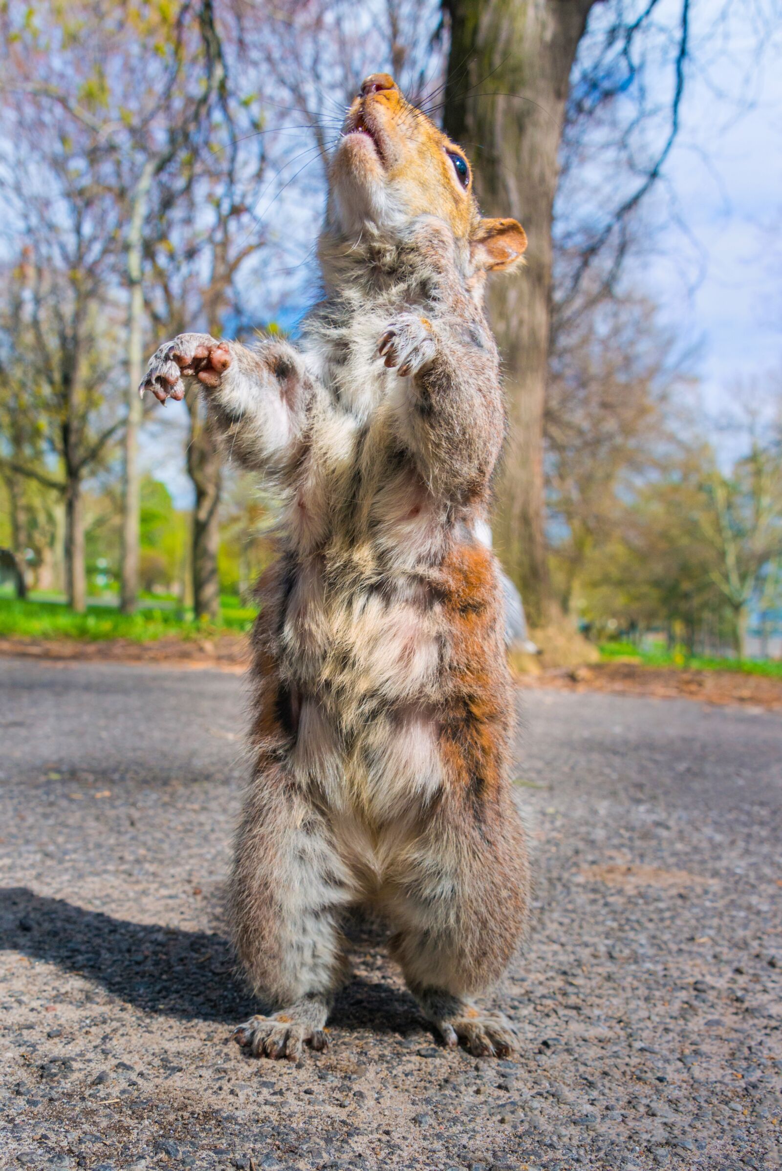 Nikon D800 sample photo. Squirrel, animal, cute photography