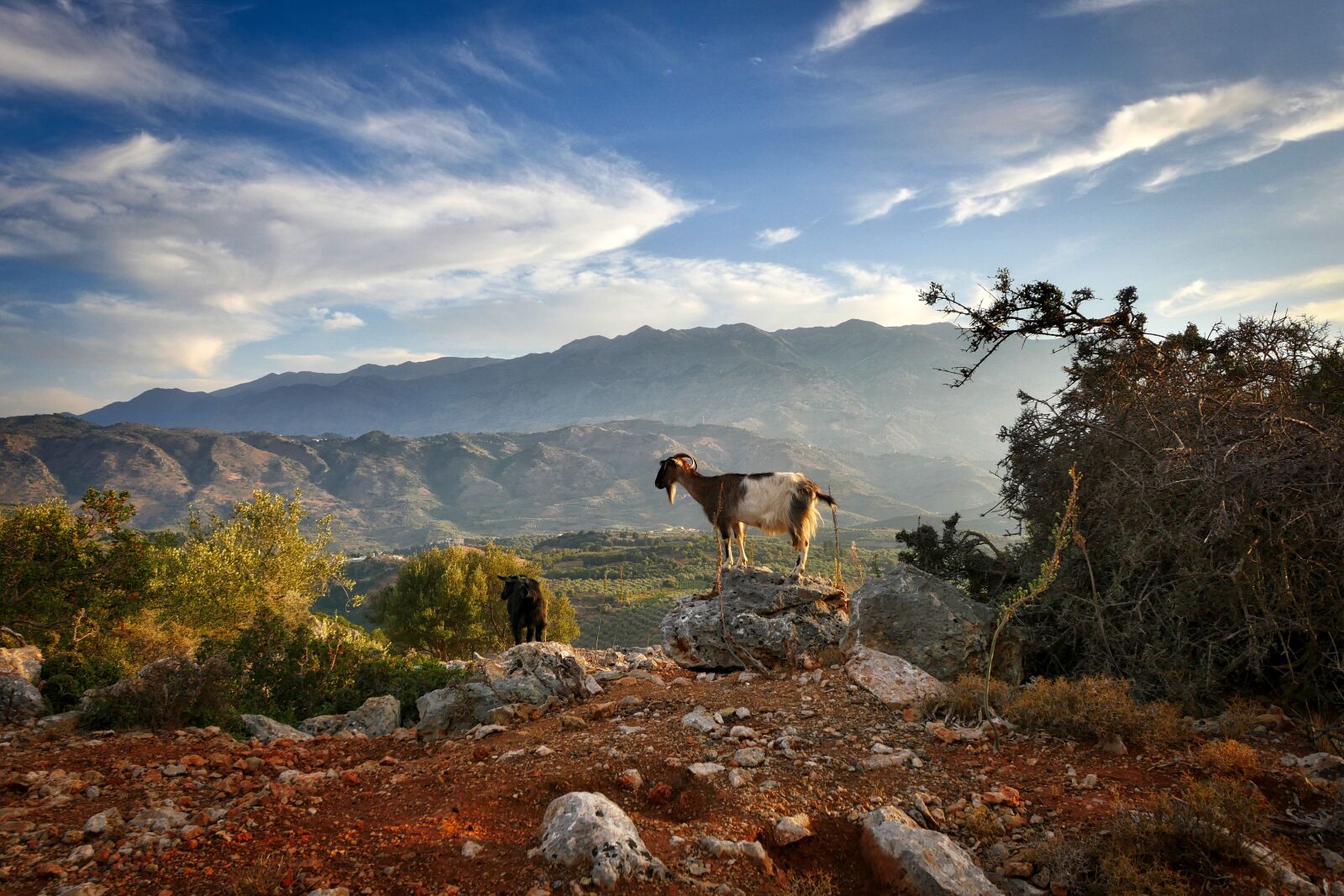 Panasonic Lumix DMC-GX8 sample photo. Crete, abendstimmung, goat photography