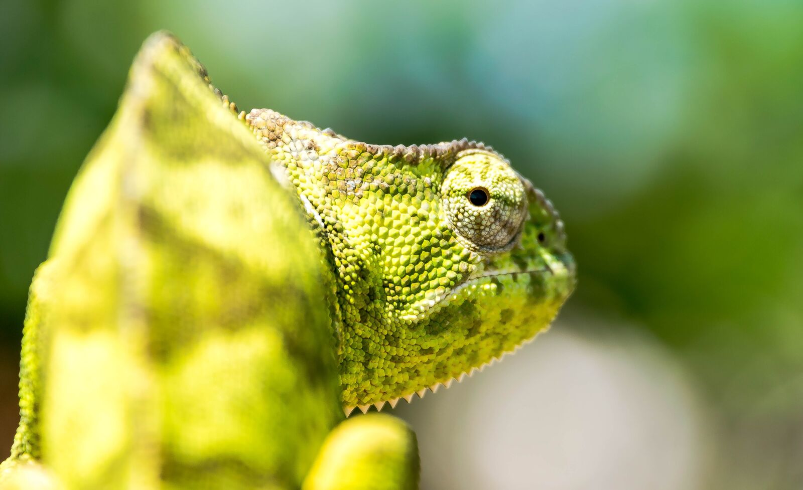 Nikon D5300 sample photo. Chameleon, africa, reptile photography