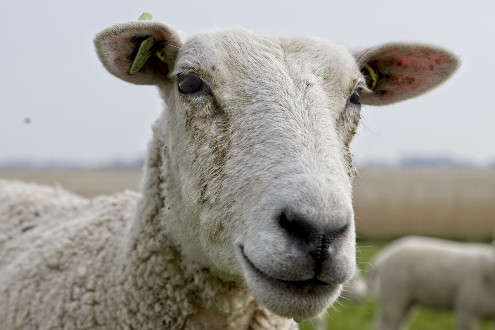 Canon EOS 6D Mark II sample photo. Sheep, cattle, nature photography