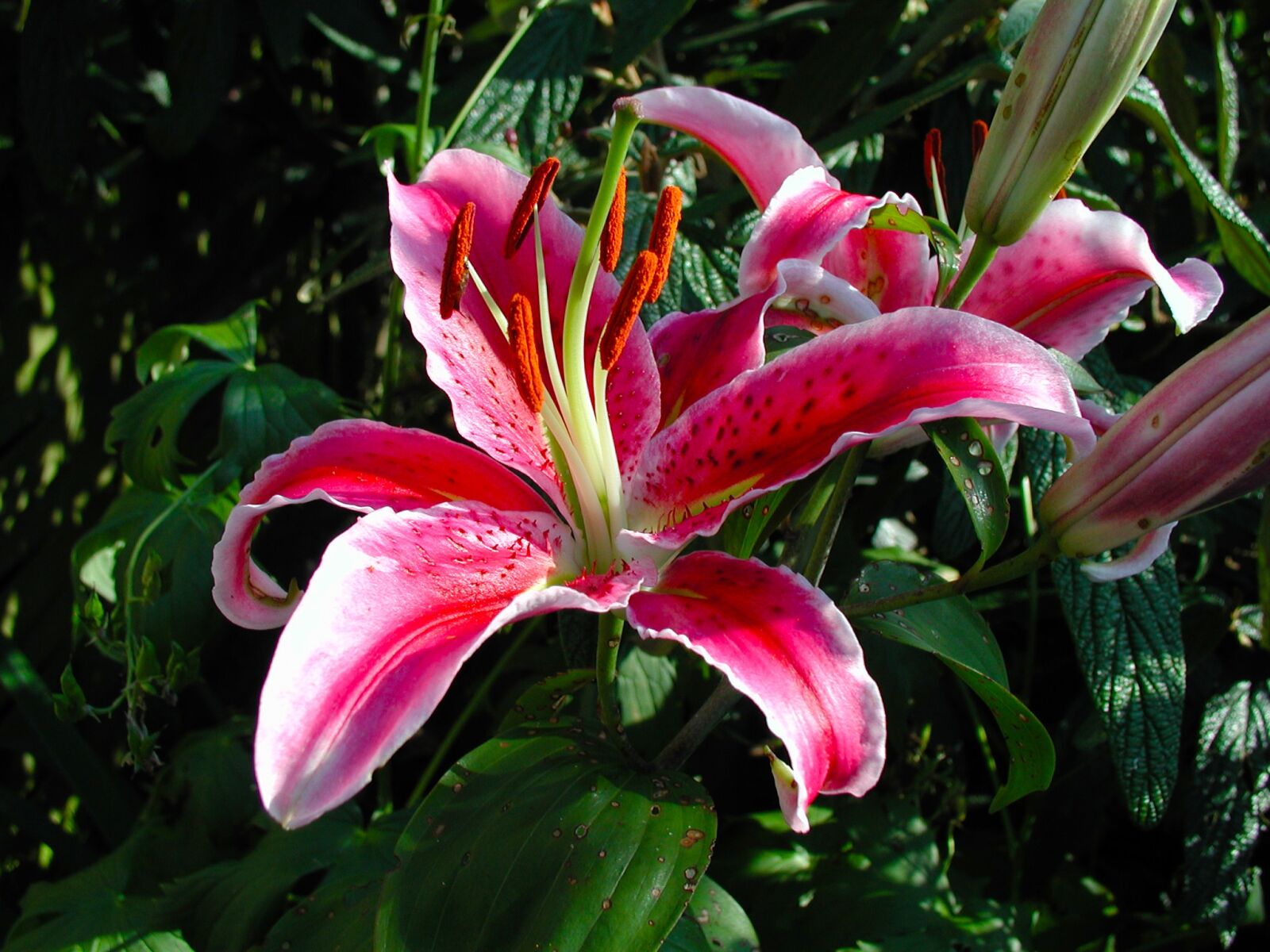 Olympus C3030Z sample photo. Lily, flower, blossom photography