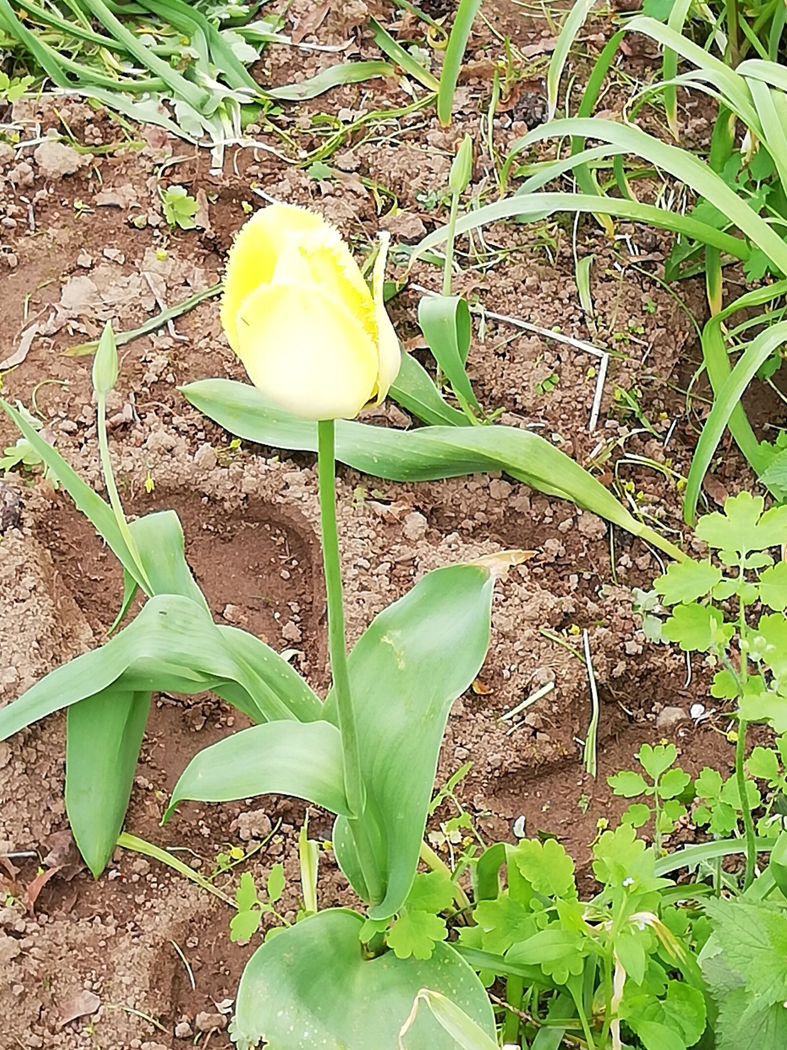 HUAWEI P20 lite sample photo. Yellow, tulip, day photography