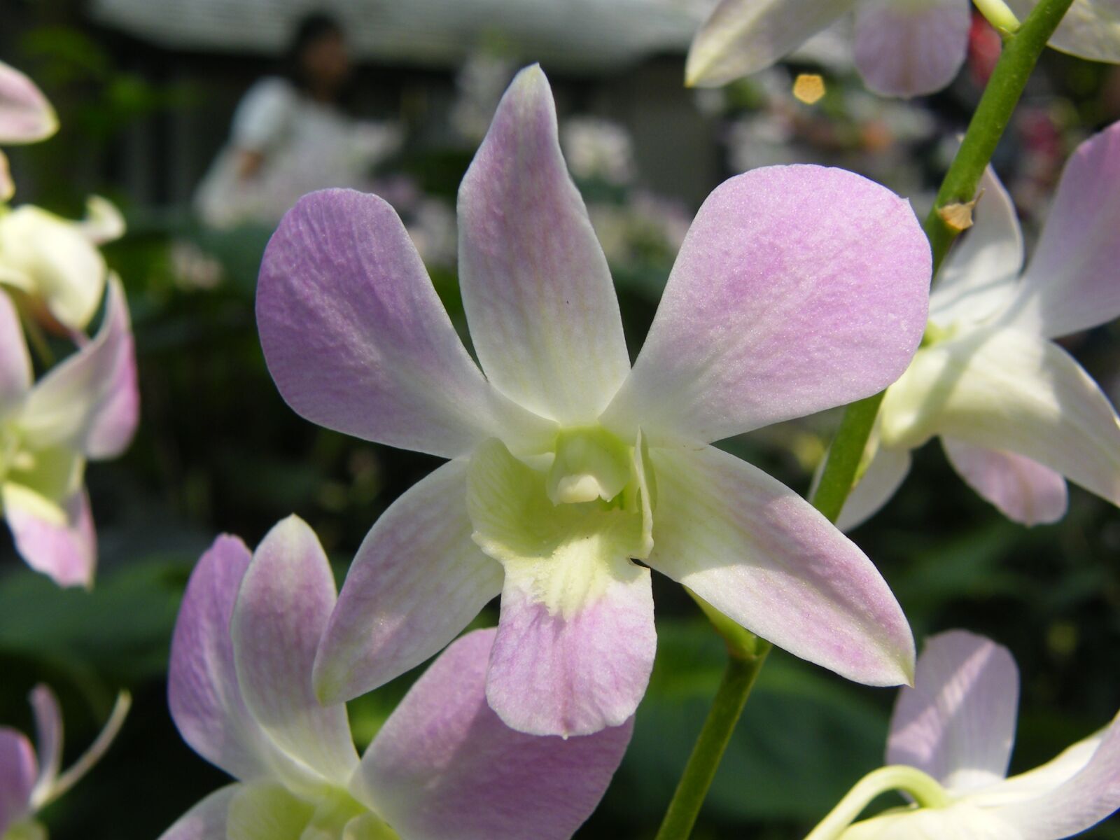 Fujifilm FinePix S8000fd sample photo. Orchids, singapore, plant photography
