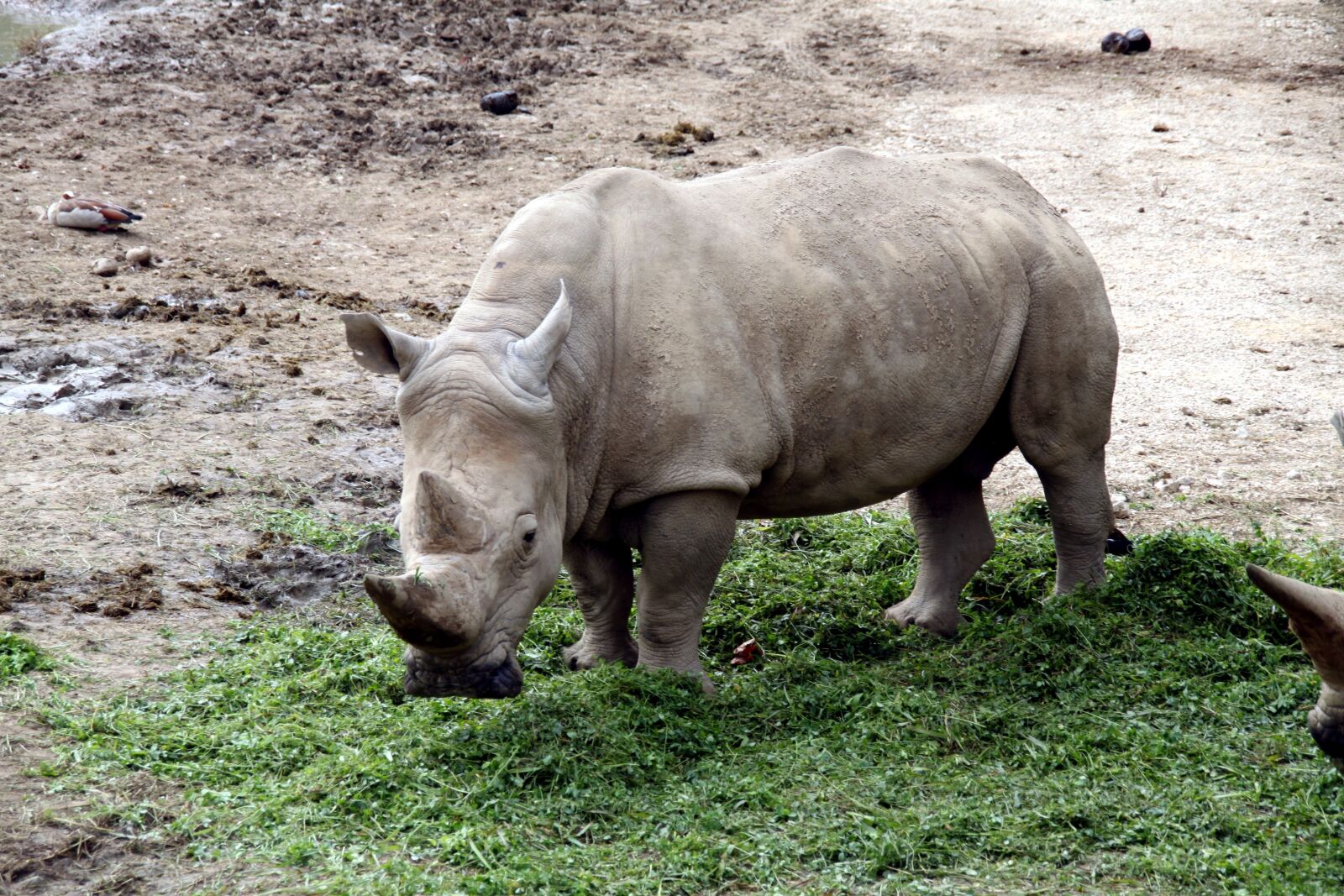 Canon EOS 500D (EOS Rebel T1i / EOS Kiss X3) sample photo. Rhino, zoo, safari photography