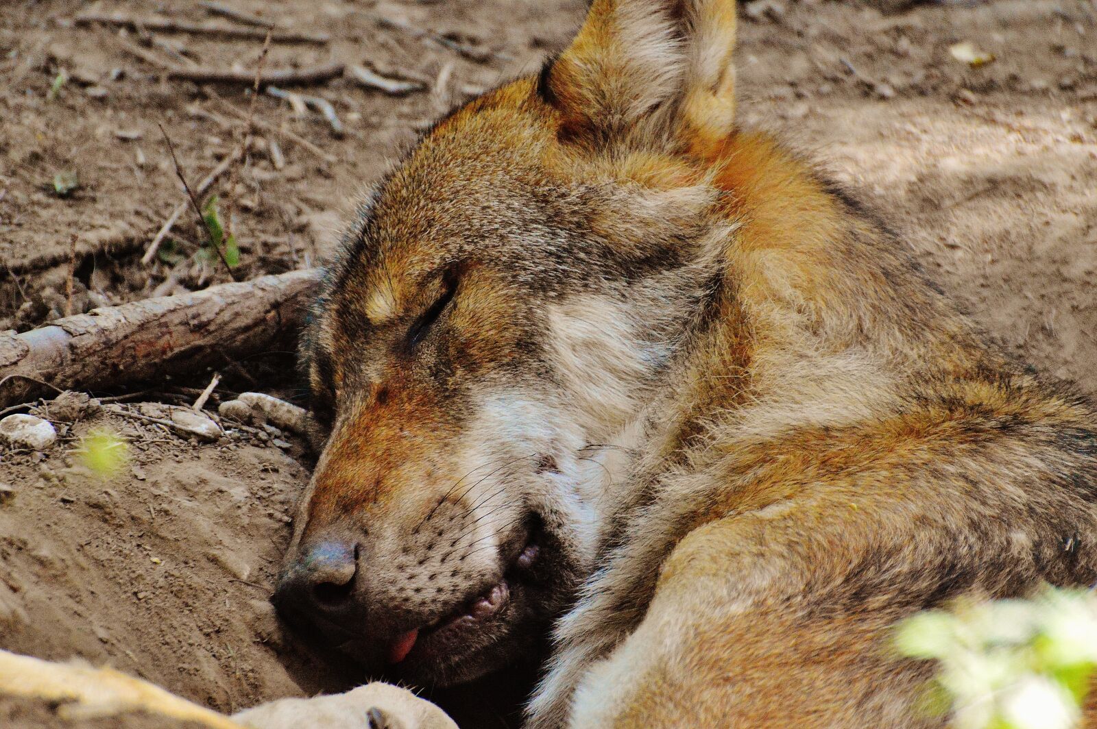 Nikon D3200 sample photo. Wolf, sleeping, relaxed photography